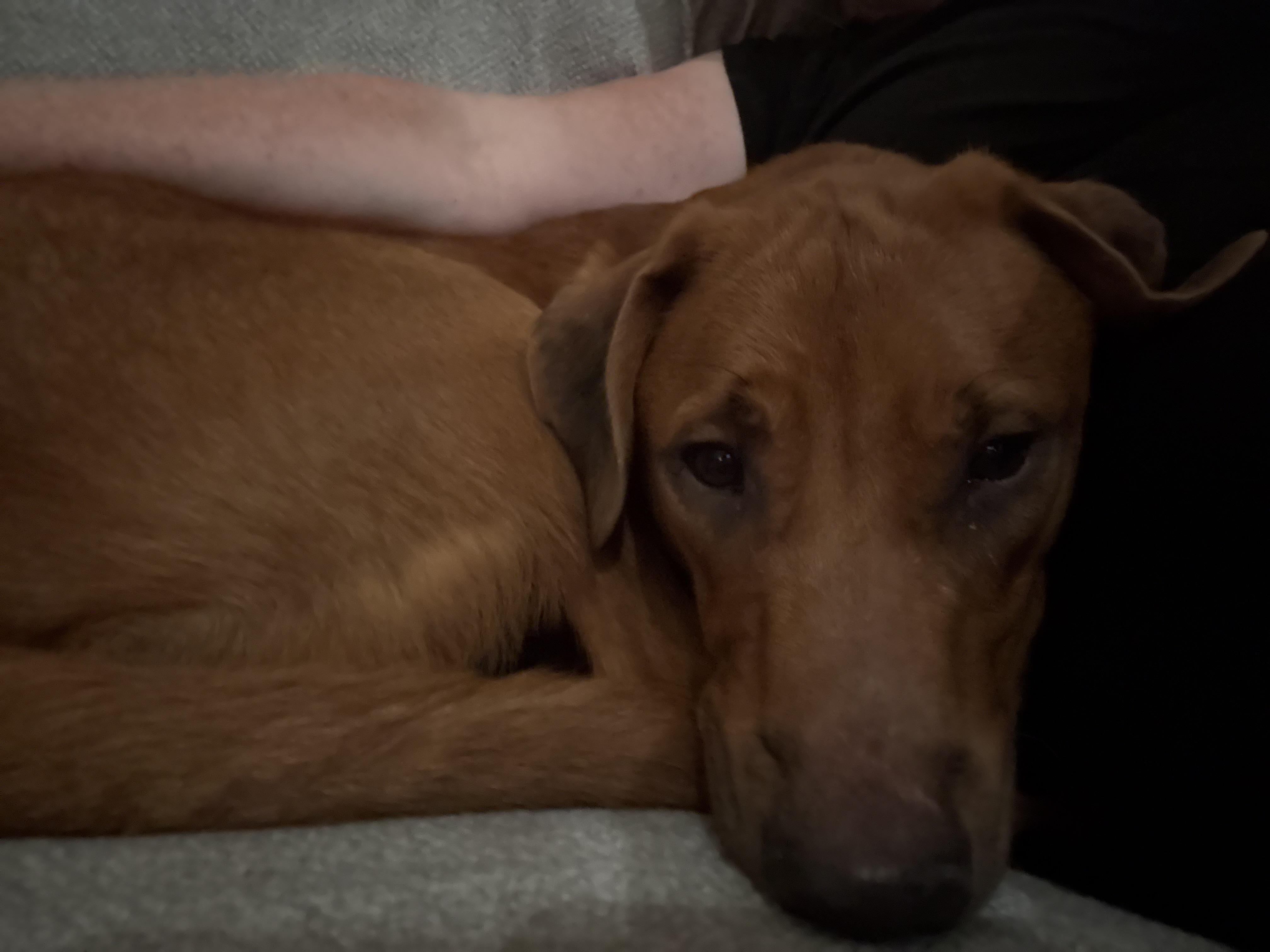 Enlarge Amber, a Adopted mixed breed in New Albany, OH image 2/4