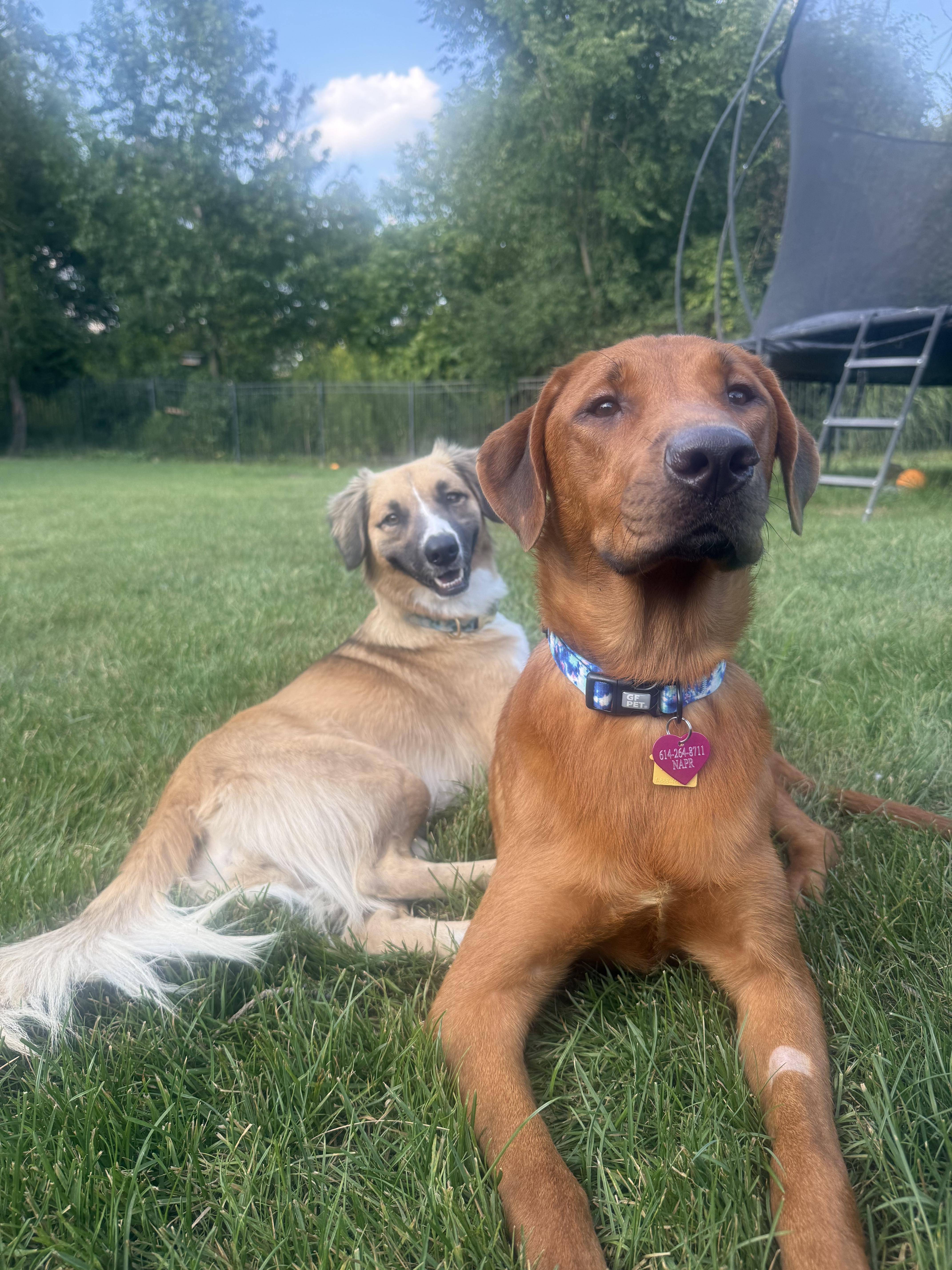 Enlarge Amber, a Adopted mixed breed in New Albany, OH image 4/4