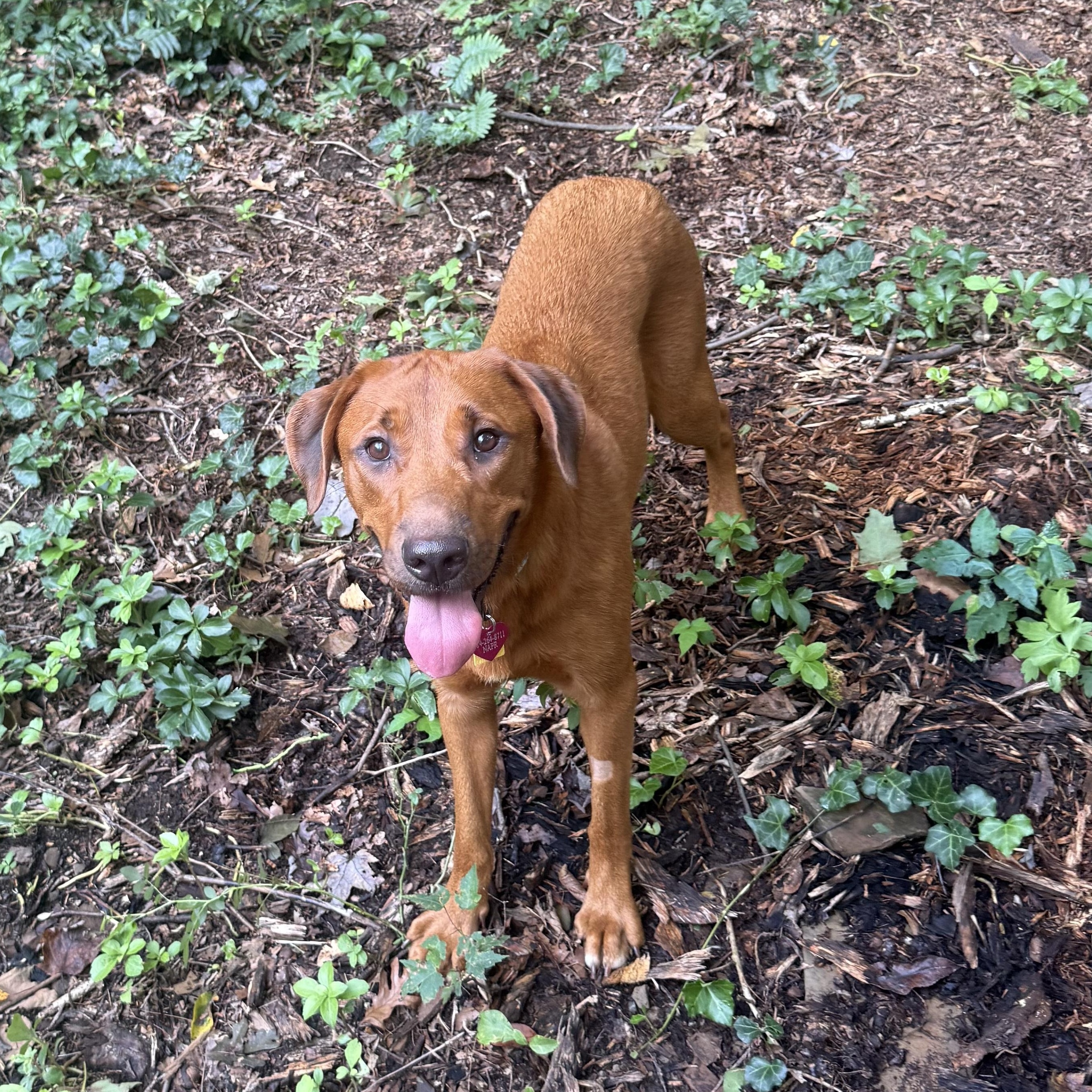 Amber, Adopted, Adult Female Labrador Retriever & Labradoodle.