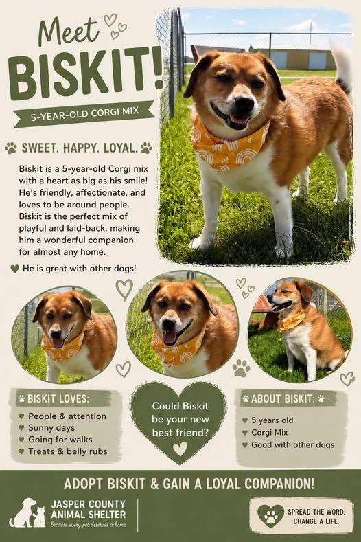 Biskit, Adoptable, Adult Male Corgi & Mixed Breed.