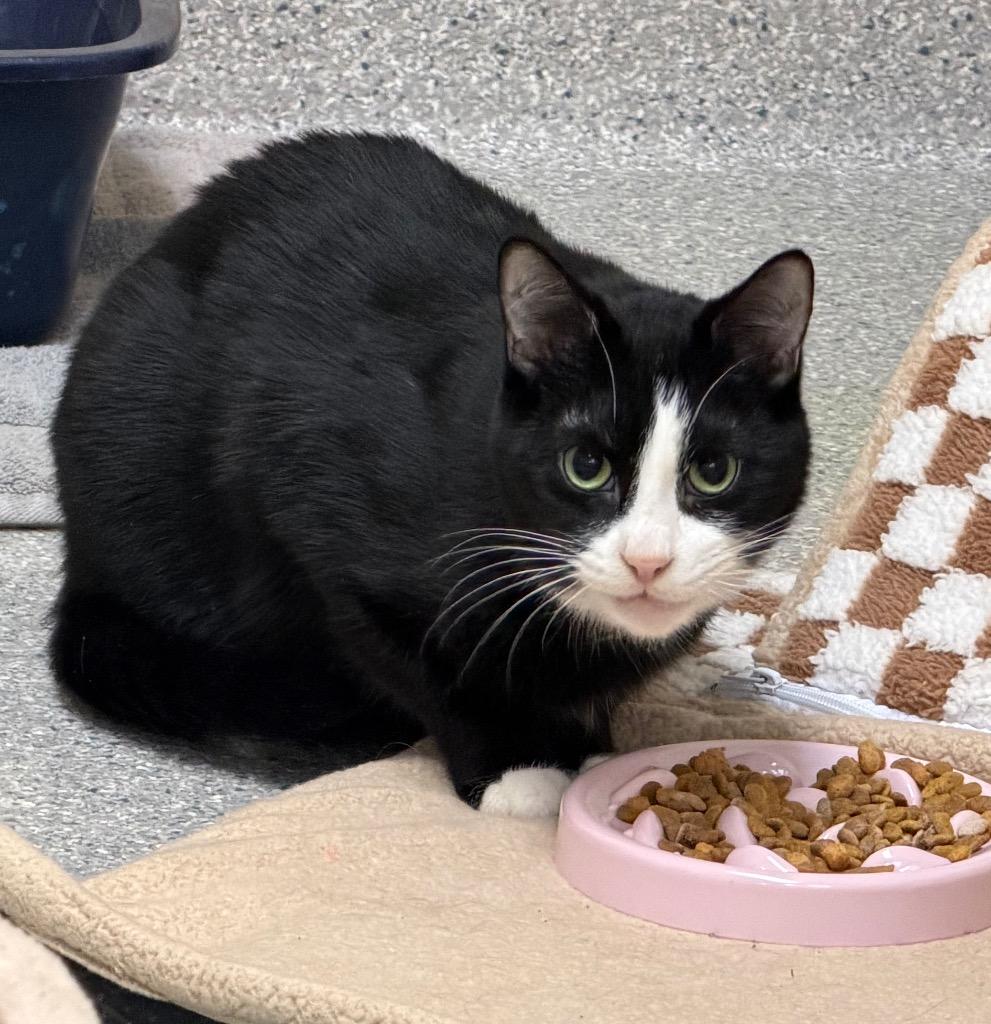 Enlarge Hamlin, a Adoptable mixed breed in Columbia, IL image 2/2