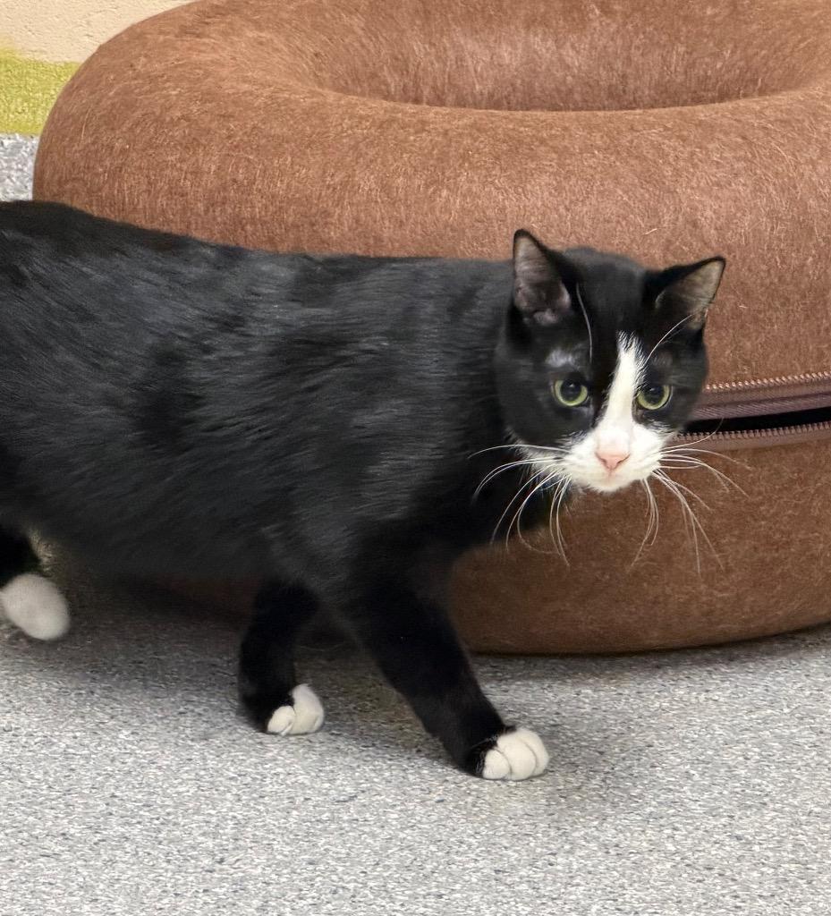 Hamlin, Adoptable, Young Male Domestic Short Hair.