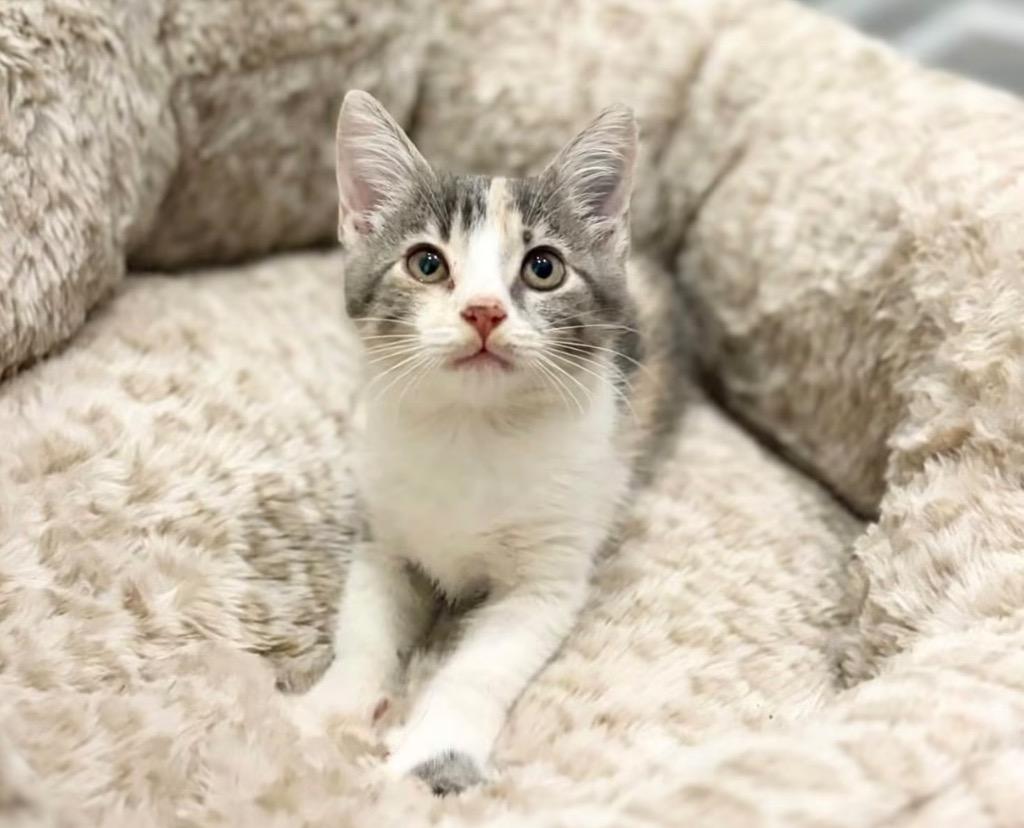 Lilly, Adoptable, Kitten Female Domestic Short Hair.