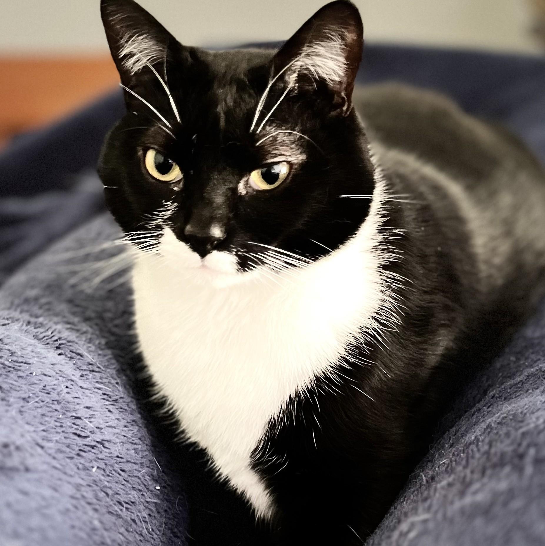Lil, a Adoptable mixed breed in Wilsonville, OR image 2/4