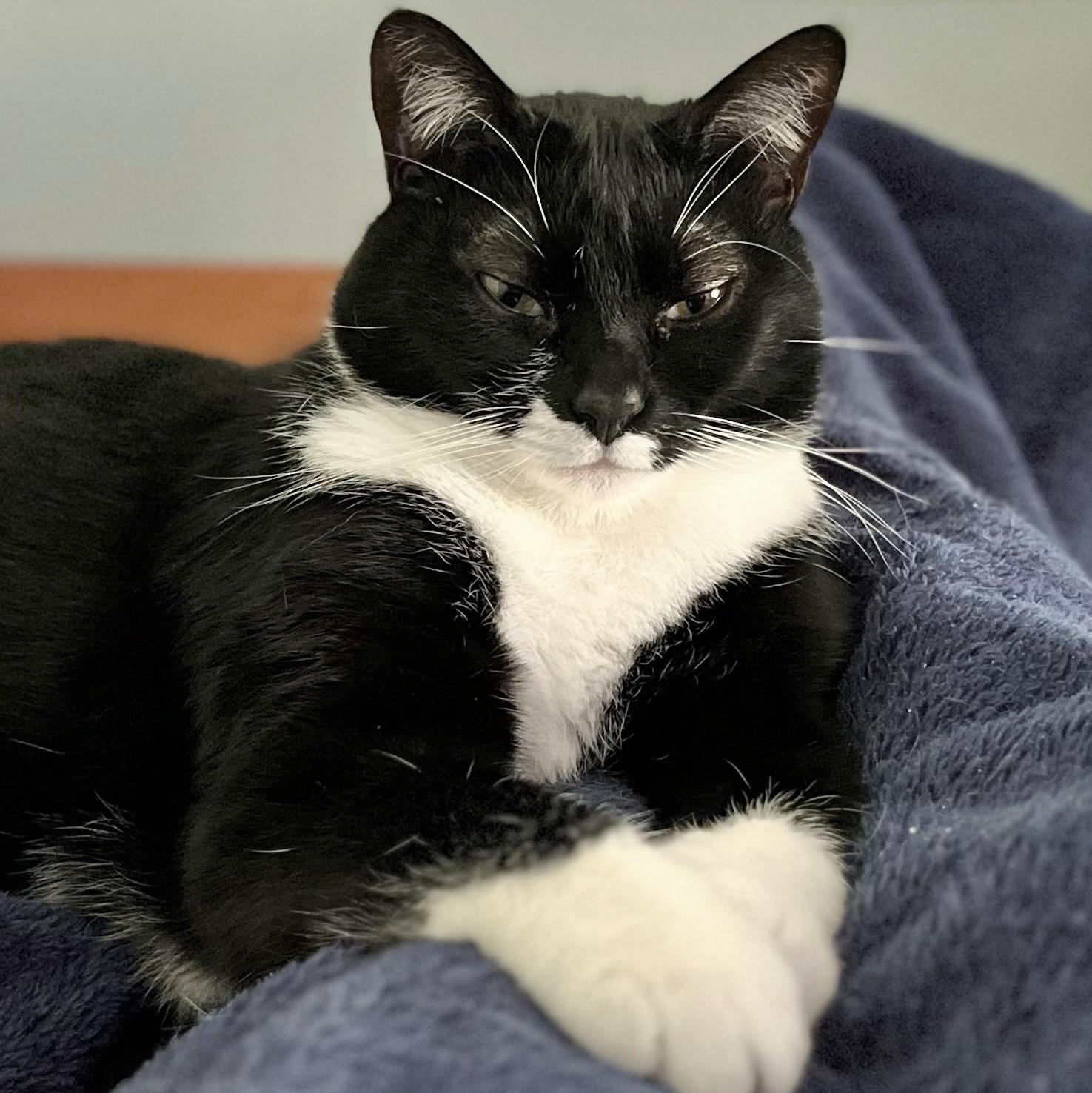 Lil, a Adoptable mixed breed in Wilsonville, OR image 3/4