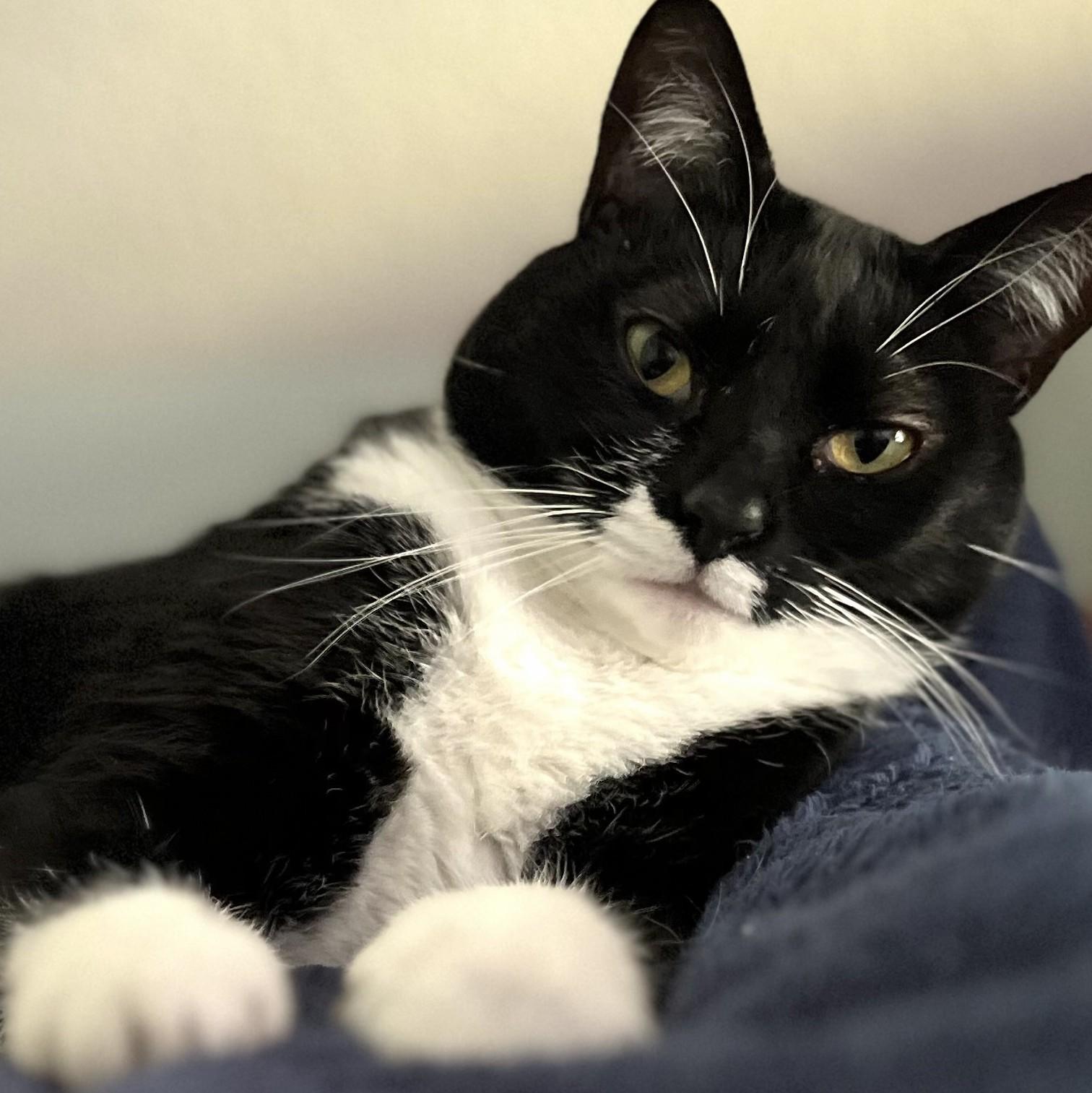 Lil, a Adoptable mixed breed in Wilsonville, OR image 4/4
