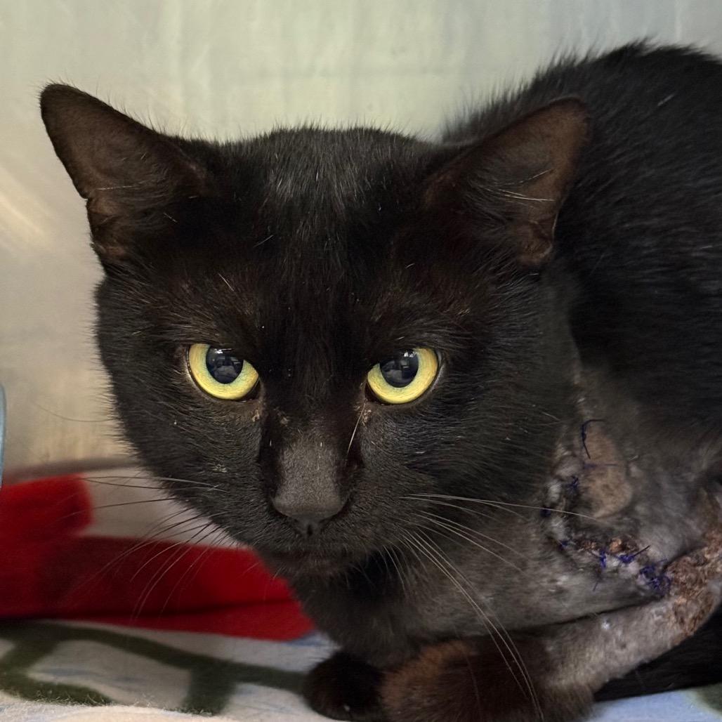 Drake, Adoptable, Adult Male Domestic Short Hair.