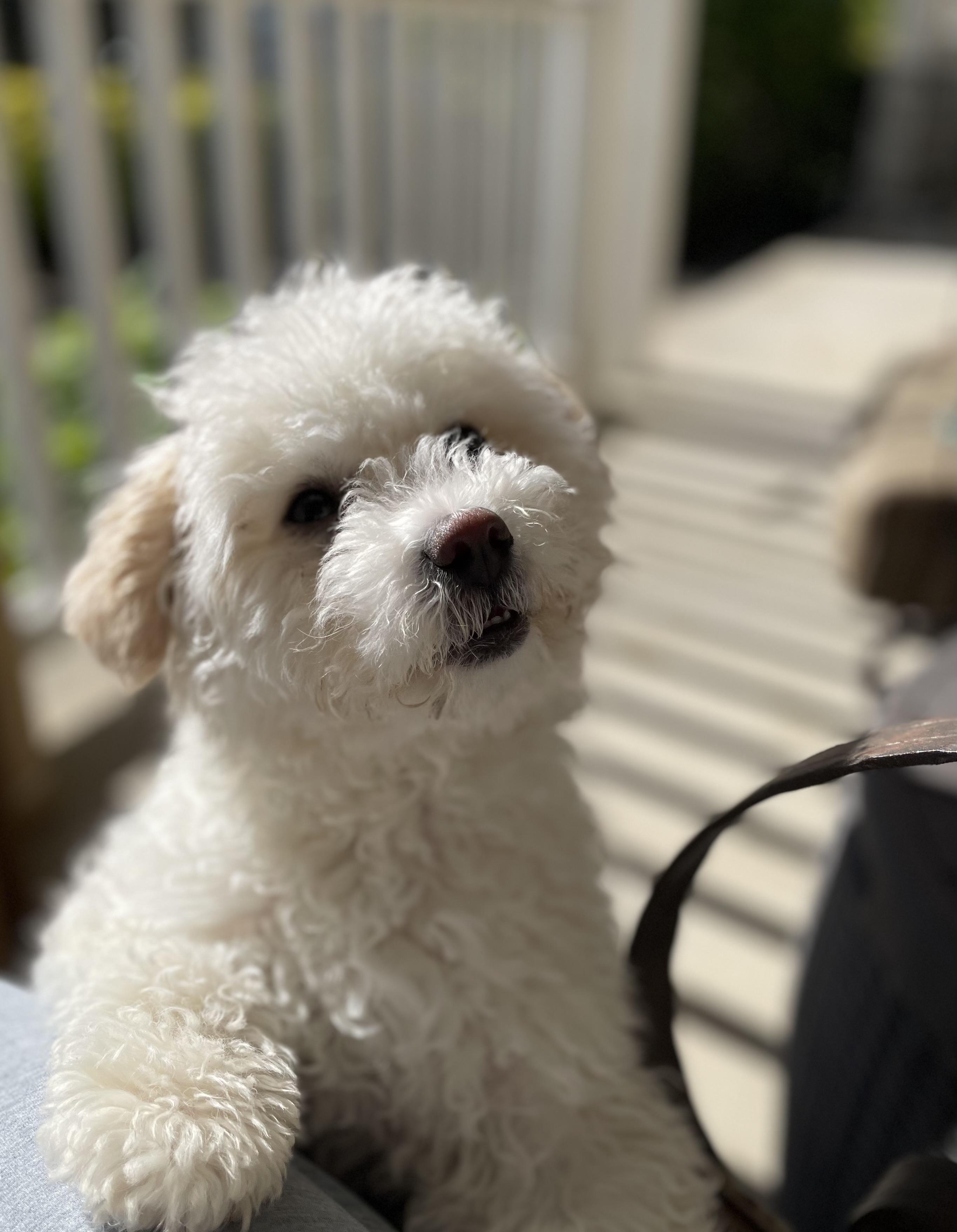 Jett. ADOPTED, a ADOPTABLE Bichon Frise in Union Grove, WI image 3/4