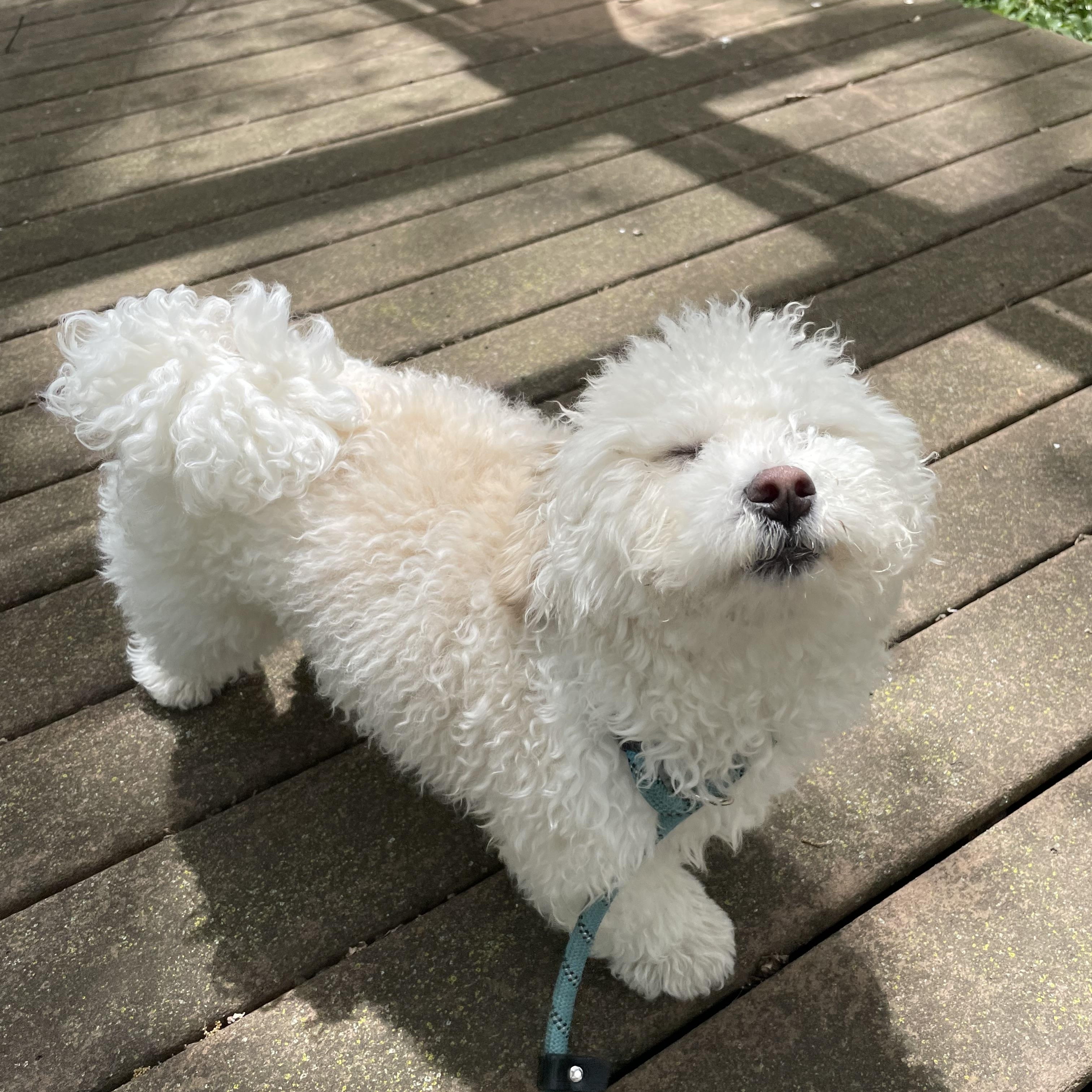 Jett. ADOPTED, a ADOPTABLE Bichon Frise in Union Grove, WI image 2/4
