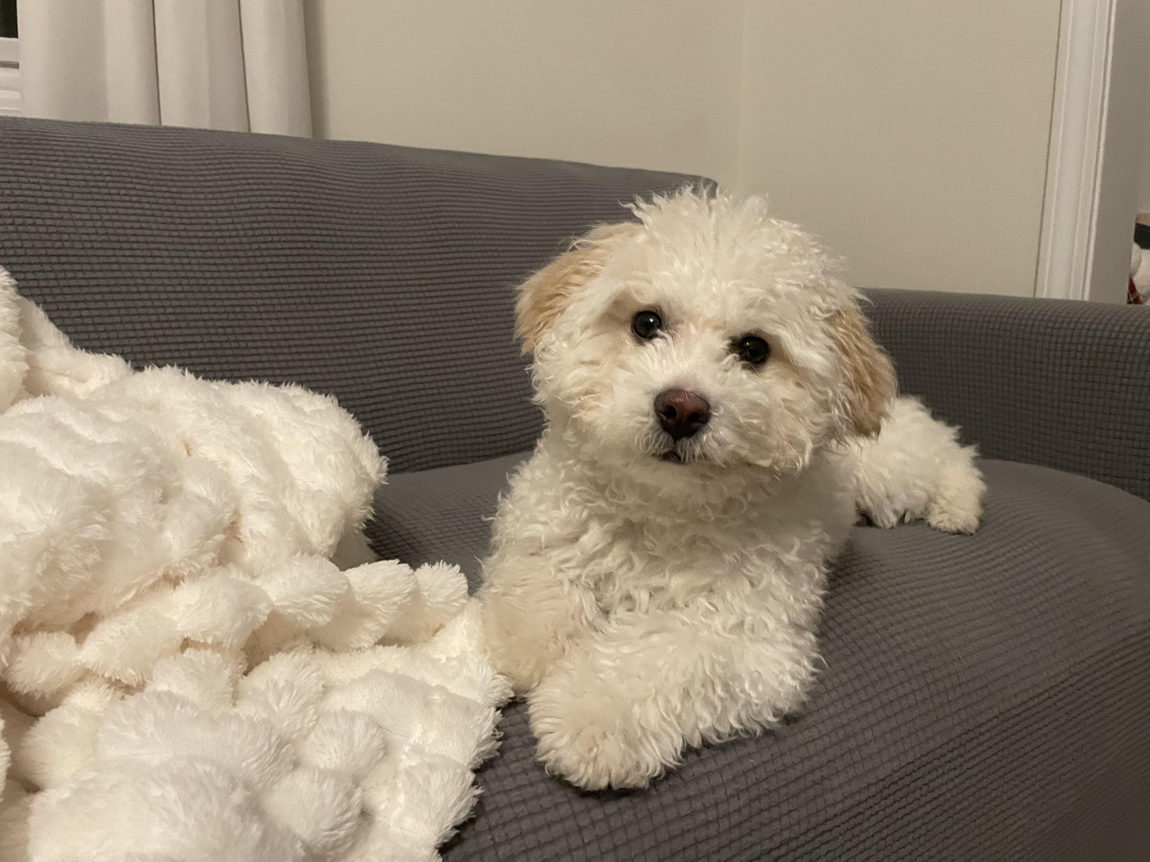 Jett. ADOPTED, a ADOPTABLE Bichon Frise in Union Grove, WI image 4/4