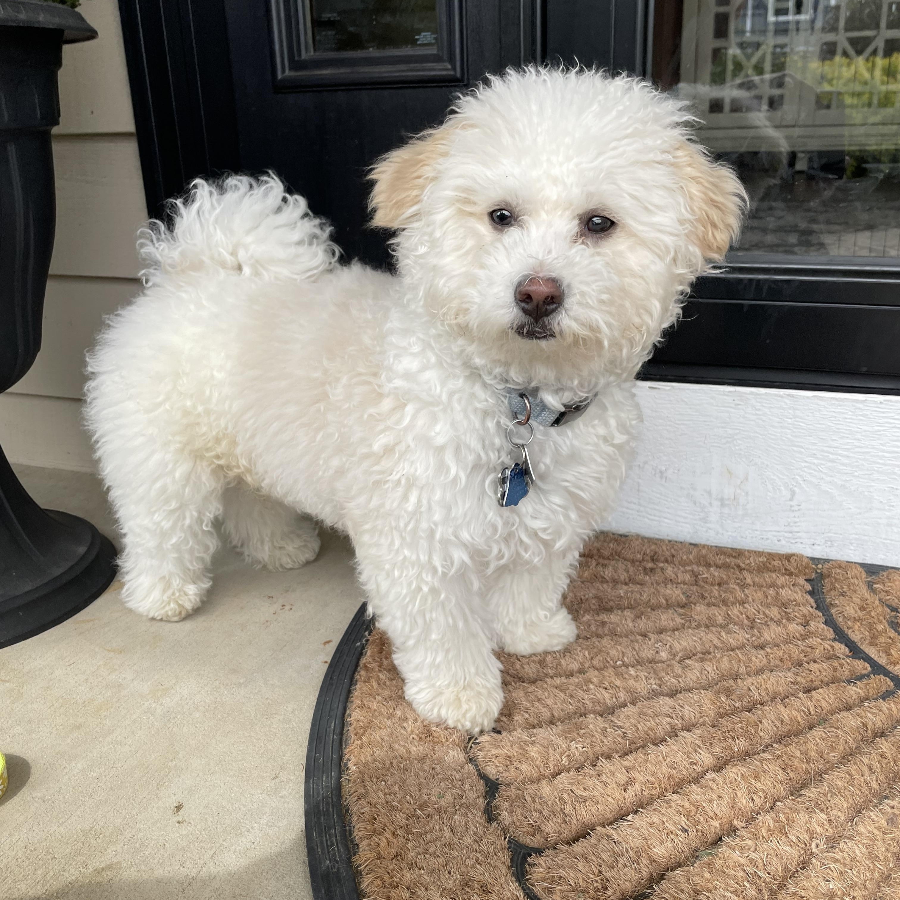 Jett. ADOPTED, a ADOPTABLE Bichon Frise in Union Grove, WI image 1/4