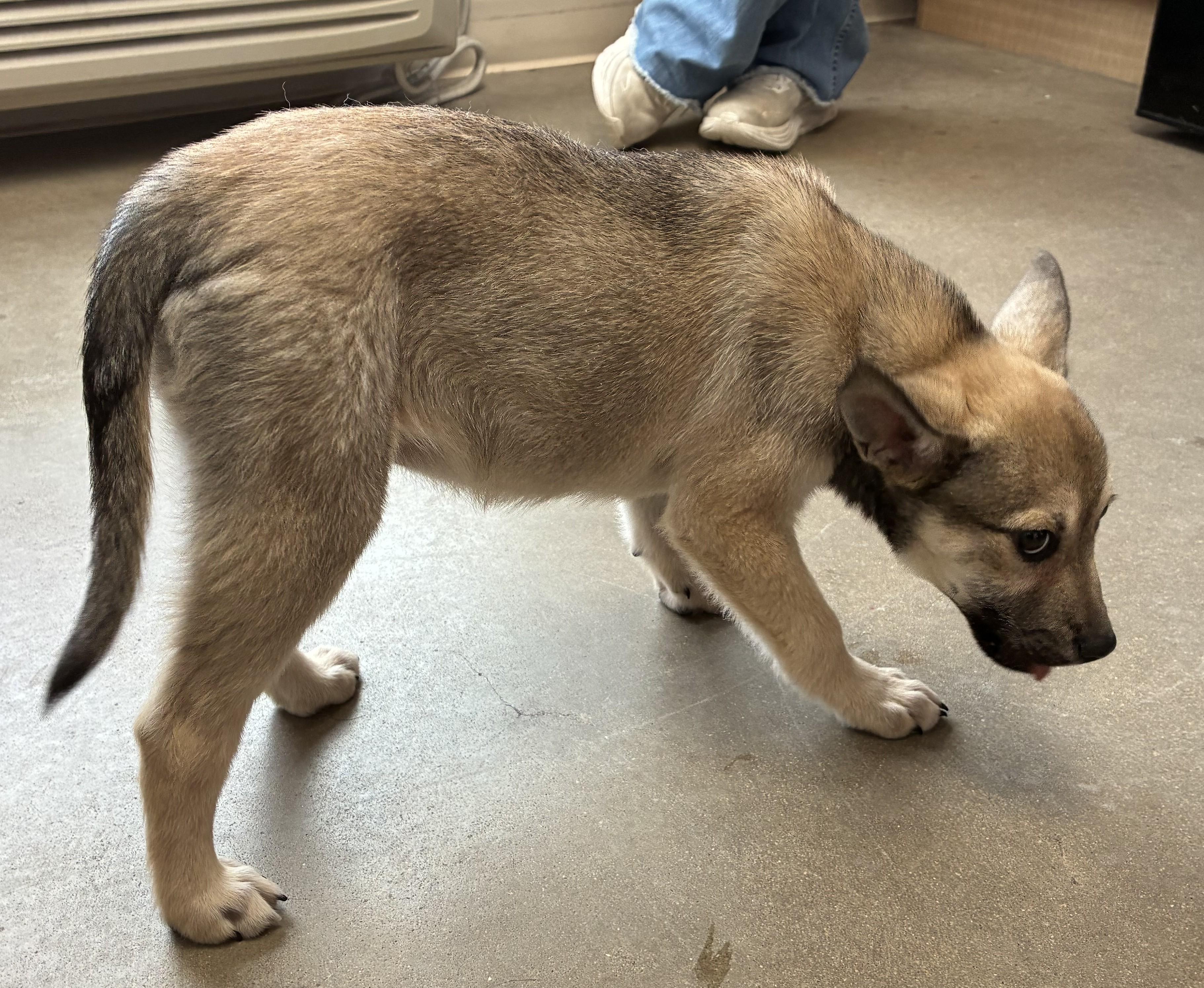 Enlarge Liz, a ADOPTABLE mixed breed in Sterling, CO image 3/3