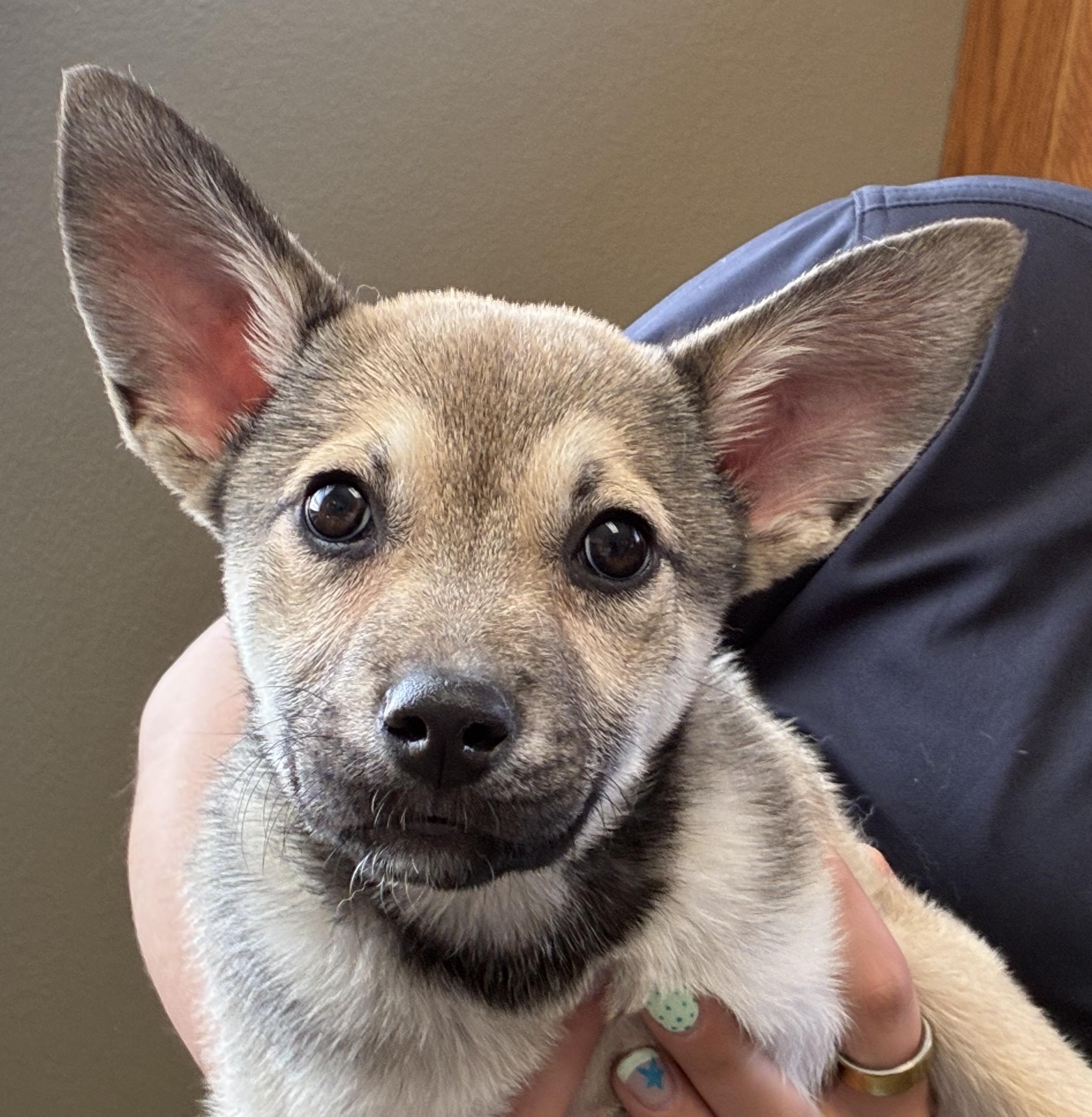Enlarge Liz, a ADOPTABLE mixed breed in Sterling, CO image 2/3