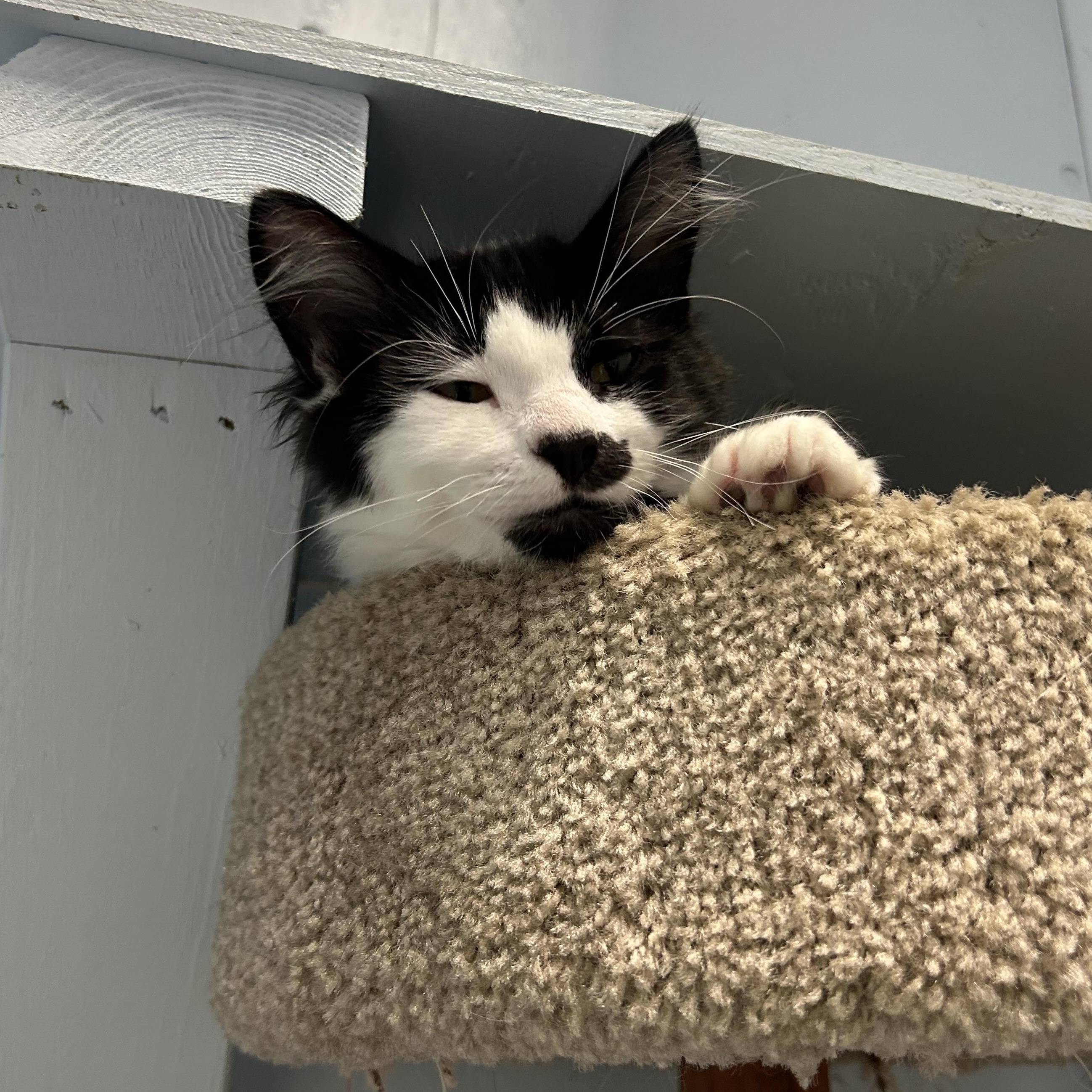 Enlarge Bo, a Adopted Domestic Short Hair in Mission, BC image 2/2