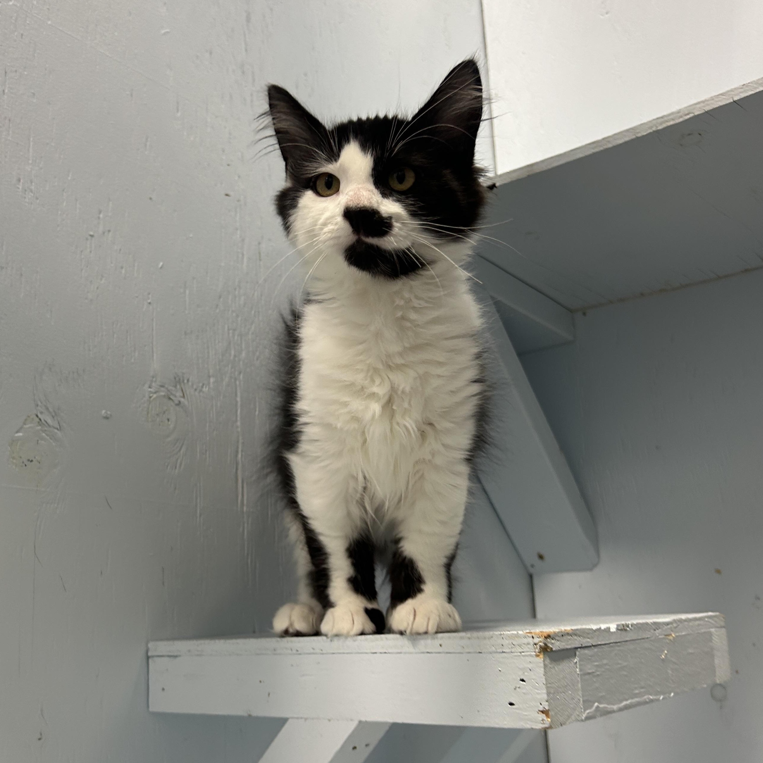 Enlarge Bo, a Adopted Domestic Short Hair in Mission, BC image 1/2