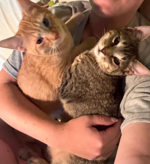 Enlarge Sunny & Nuggett, a Adopted Domestic Short Hair in Davison, MI image 1/6