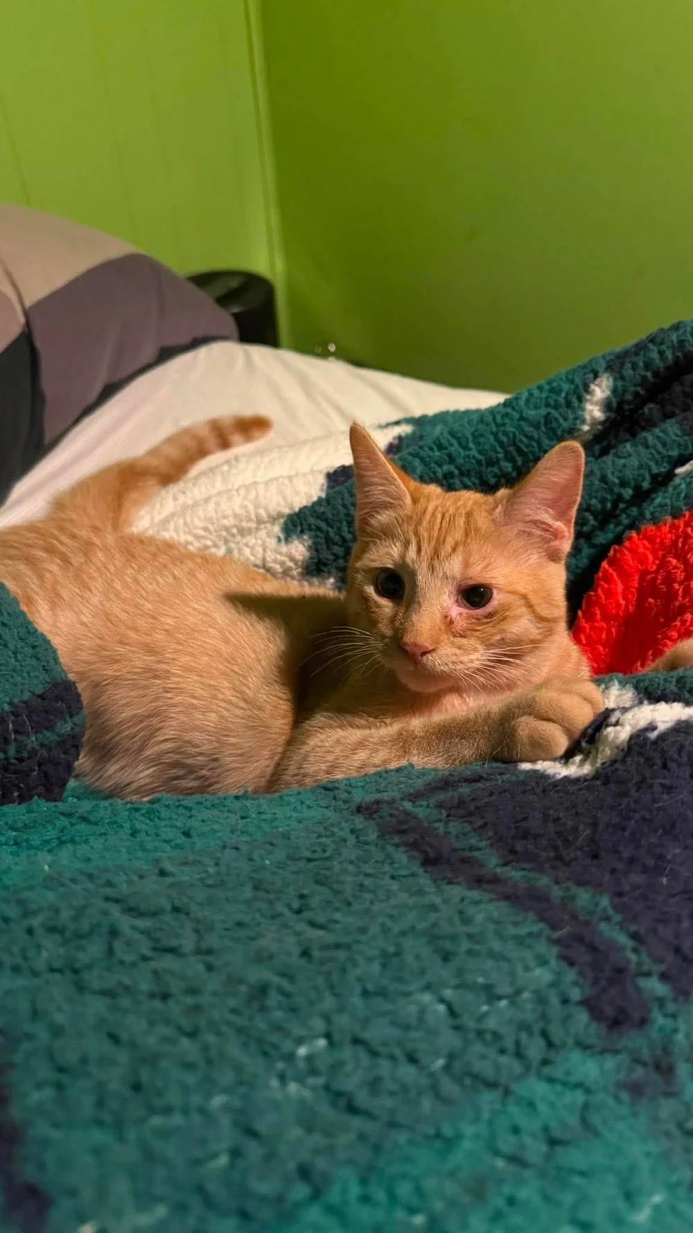 Enlarge Sunny & Nuggett, a Adopted Domestic Short Hair in Davison, MI image 6/6