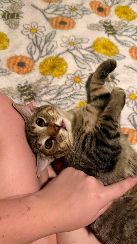 Enlarge Sunny & Nuggett, a Adopted Domestic Short Hair in Davison, MI image 5/6