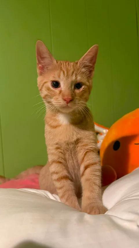 Enlarge Sunny & Nuggett, a Adopted Domestic Short Hair in Davison, MI image 2/6