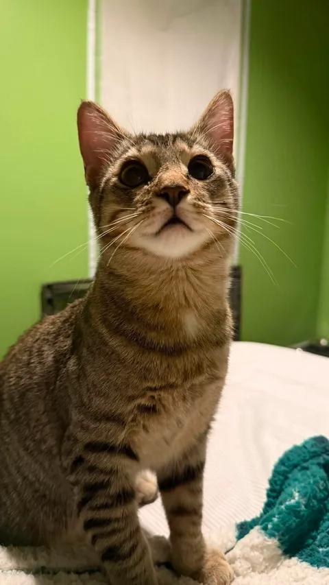 Enlarge Sunny & Nuggett, a Adopted Domestic Short Hair in Davison, MI image 4/6