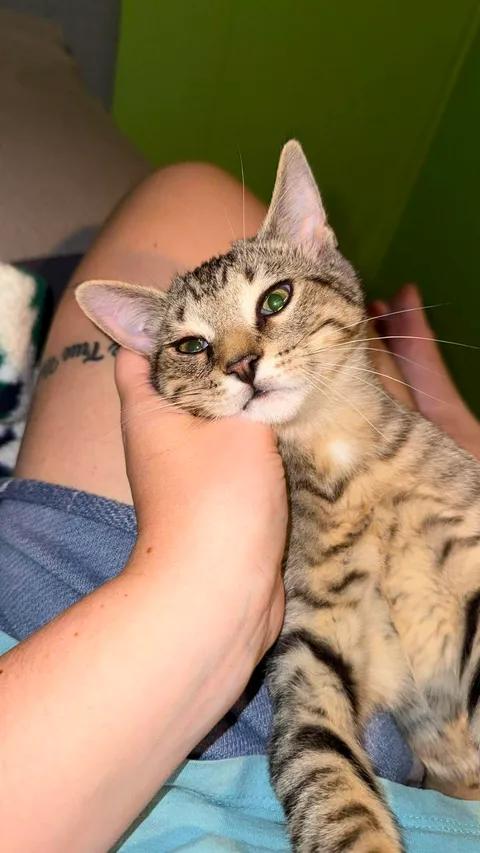 Enlarge Sunny & Nuggett, a Adopted Domestic Short Hair in Davison, MI image 3/6