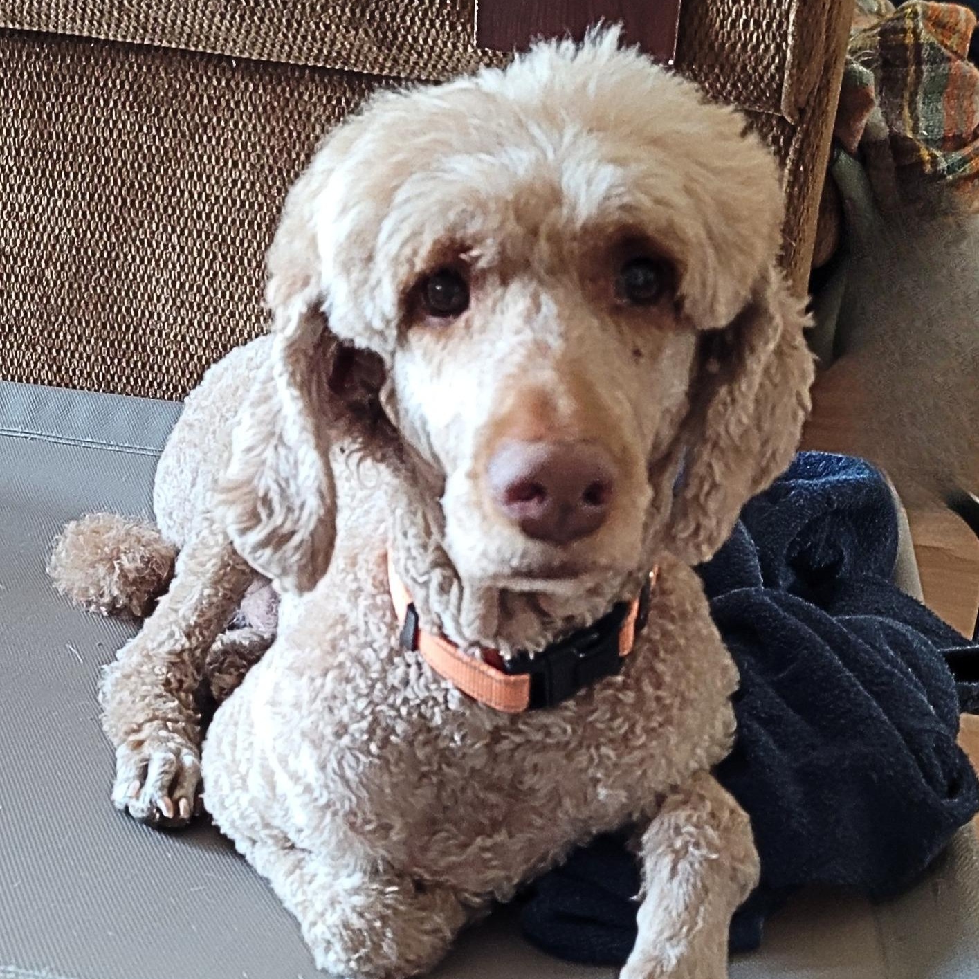 Enlarge Tami, a Adopted Standard Poodle in Sequim, WA image 3/4