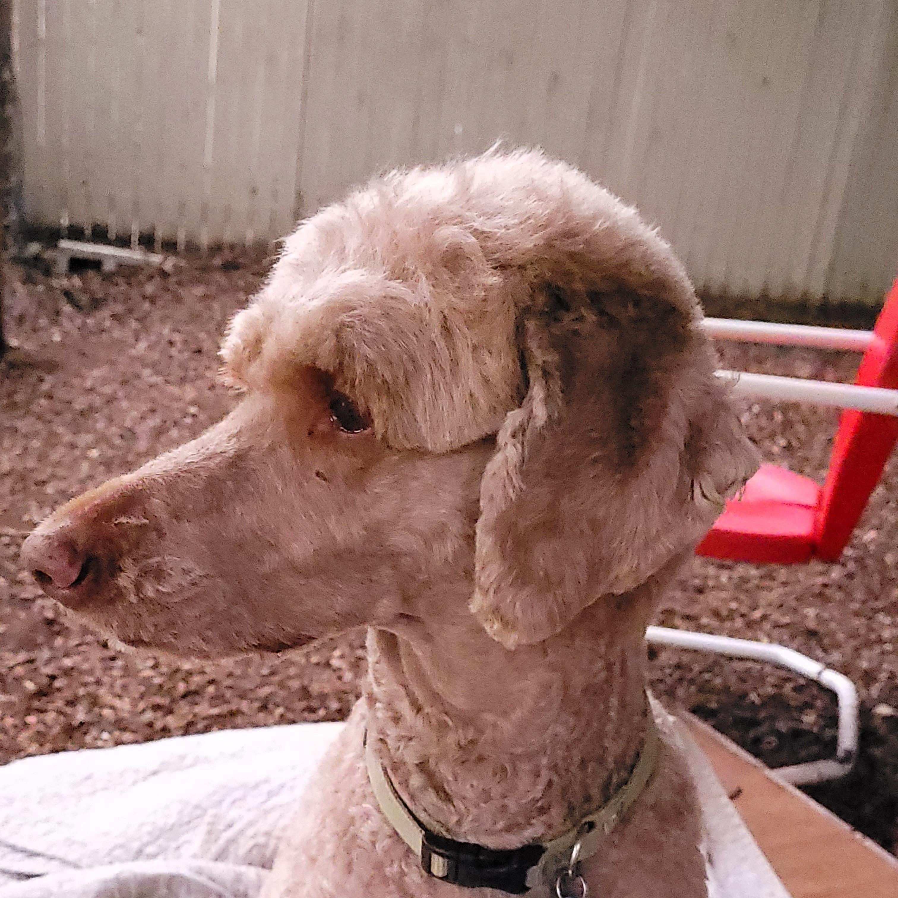 Enlarge Tami, a Adopted Standard Poodle in Sequim, WA image 4/4