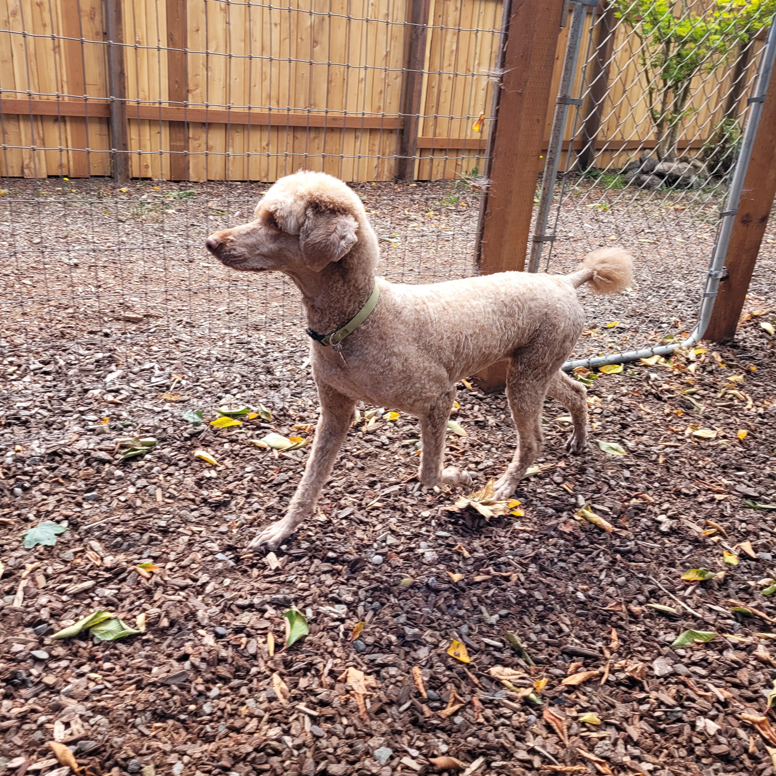 Enlarge Tami, a Adopted Standard Poodle in Sequim, WA image 2/4