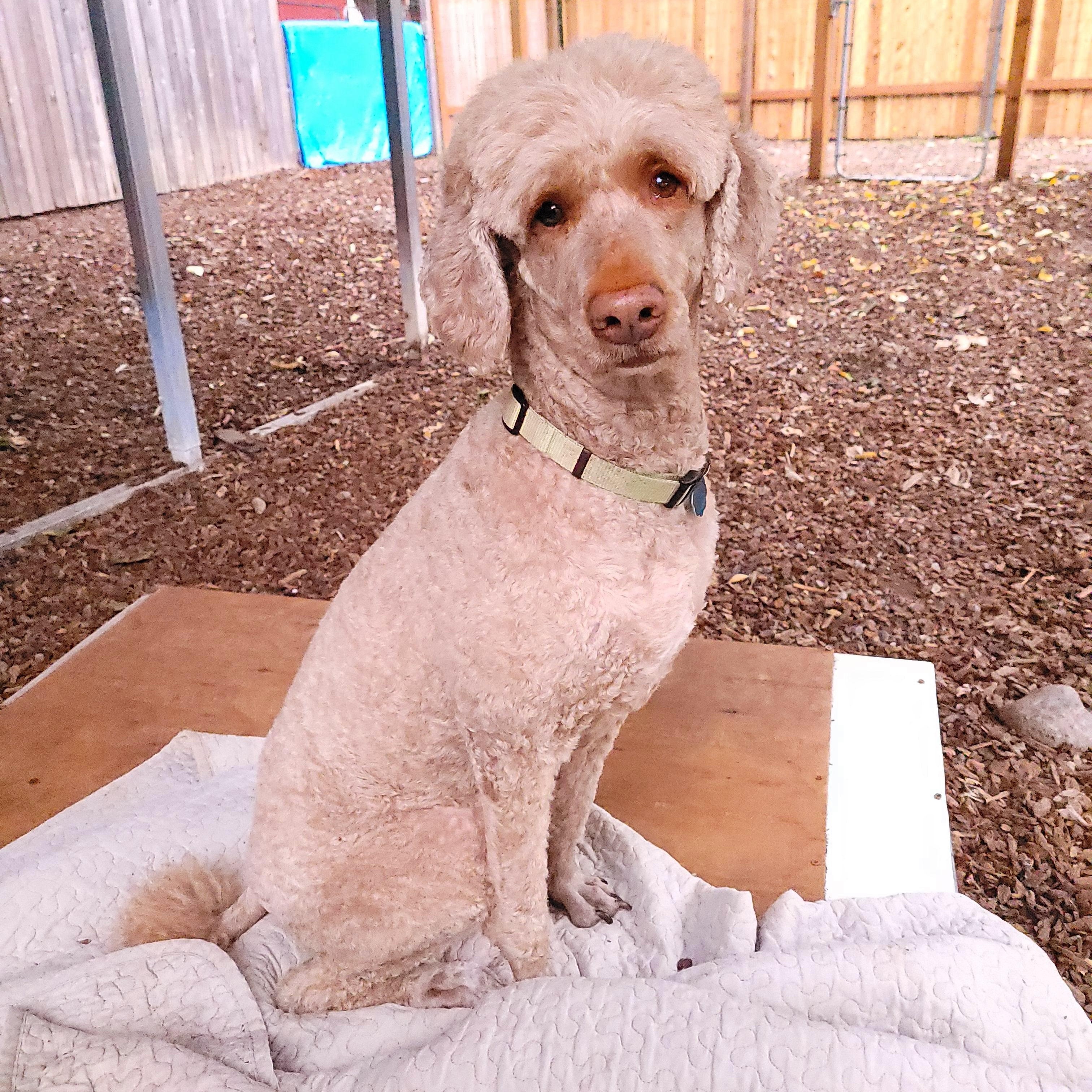 Tami, Adopted, Senior Female Standard Poodle.