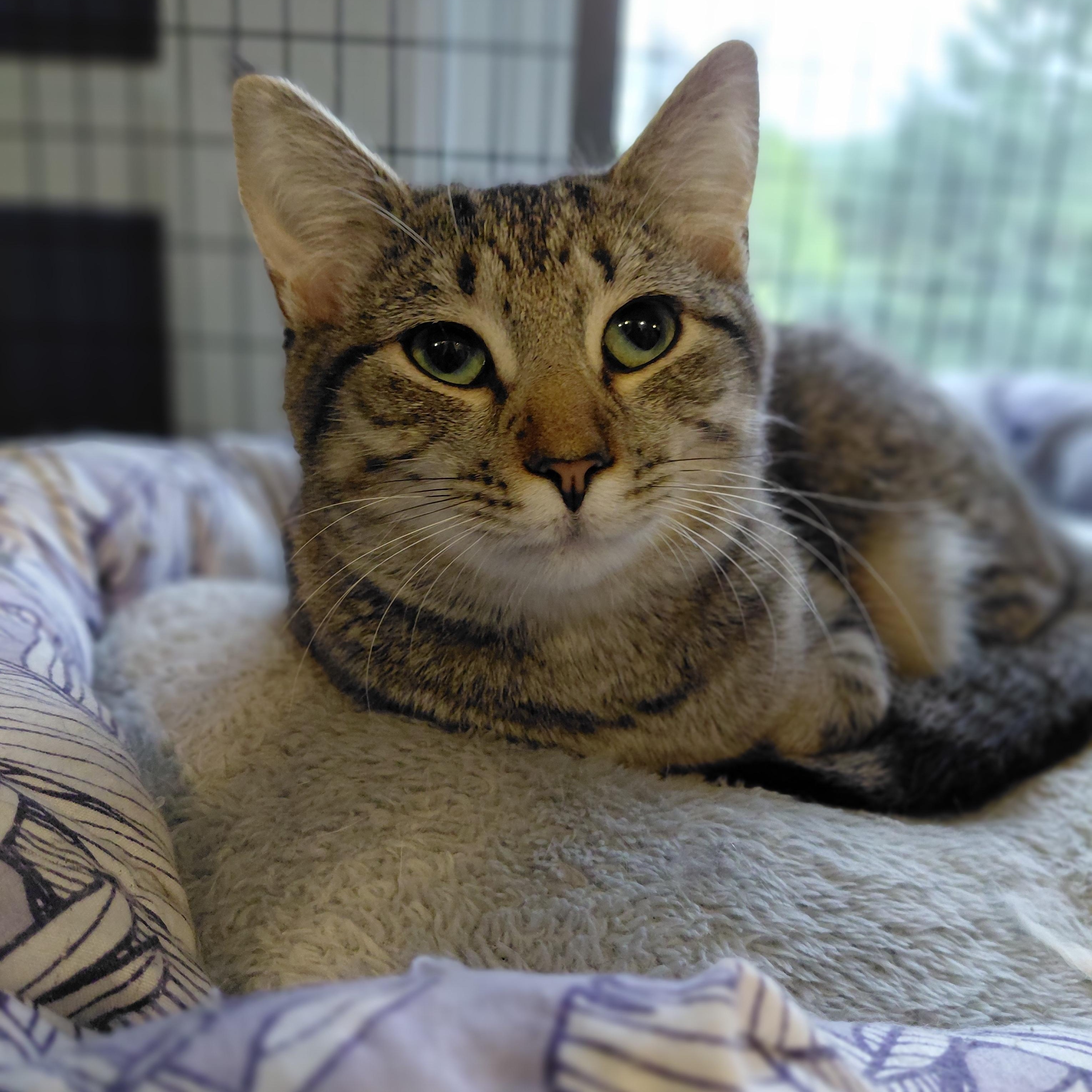 Enlarge Nala, a Adoptable Domestic Short Hair in Littleton, NH image 2/6