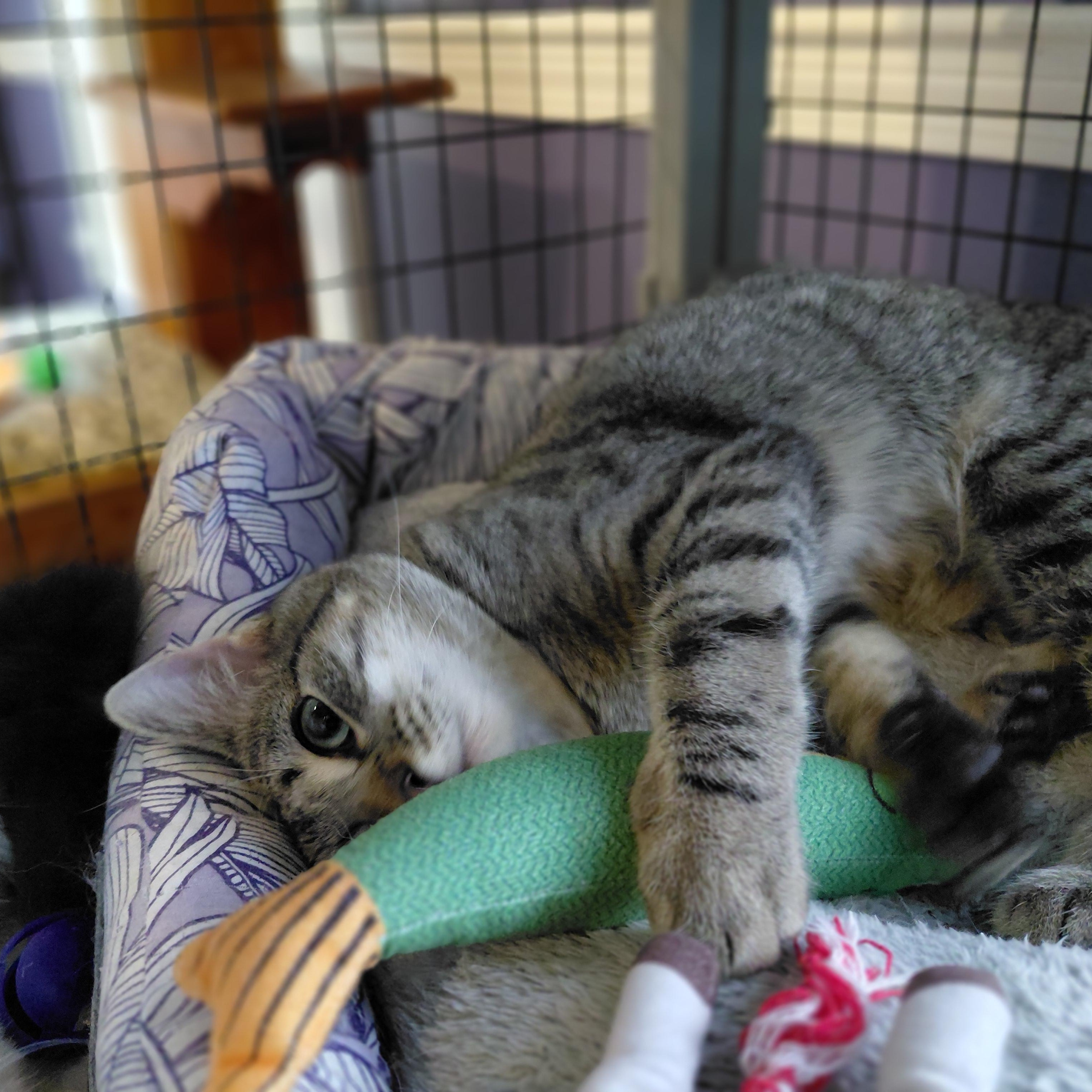 Enlarge Nala, a Adoptable Domestic Short Hair in Littleton, NH image 5/6