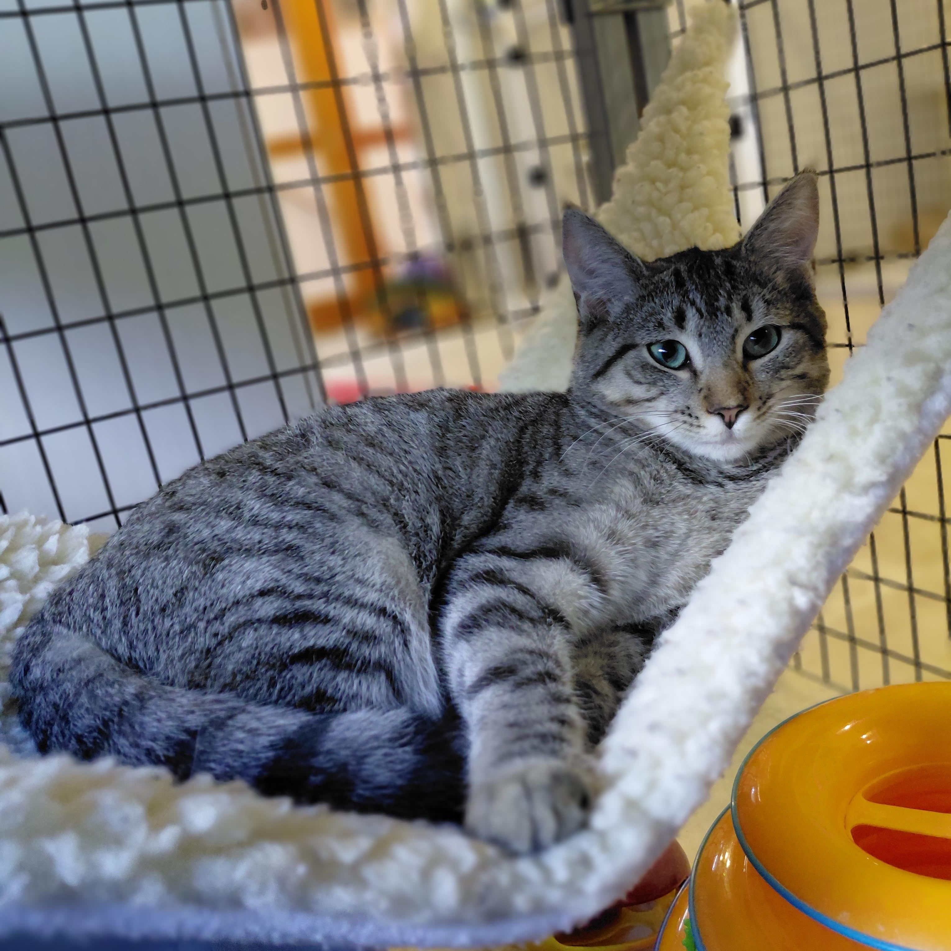 Enlarge Nala, a Adoptable Domestic Short Hair in Littleton, NH image 5/6