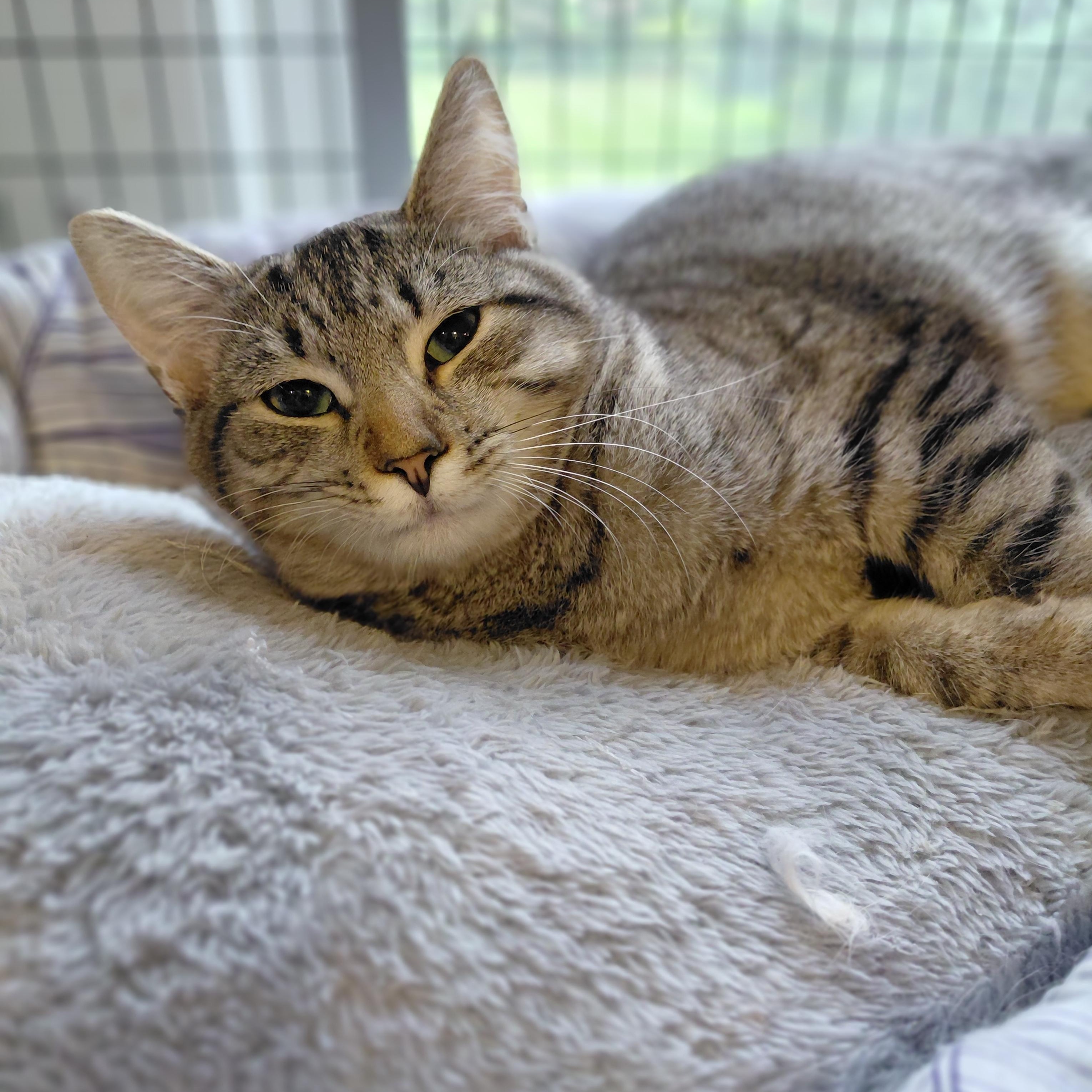Enlarge Nala, a Adoptable Domestic Short Hair in Littleton, NH image 4/6