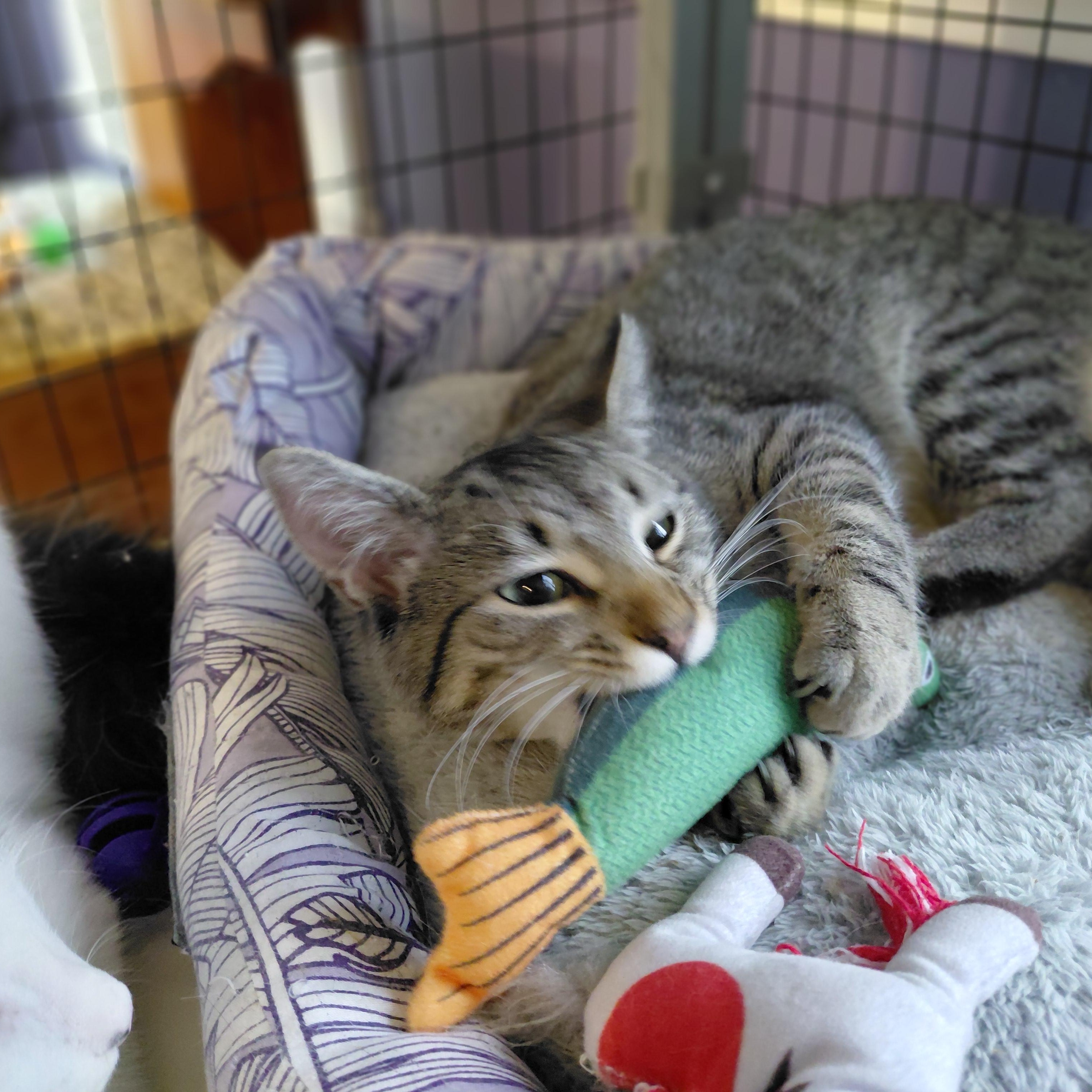 Enlarge Nala, a Adoptable Domestic Short Hair in Littleton, NH image 3/6