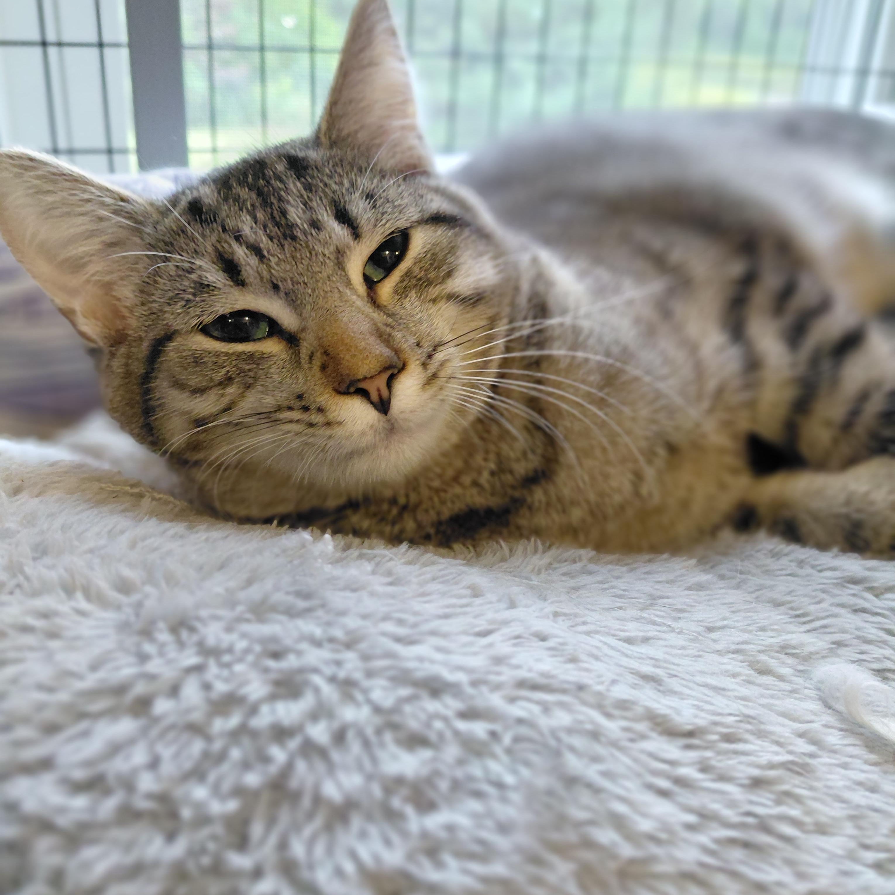 Enlarge Nala, a Adoptable Domestic Short Hair in Littleton, NH image 6/6