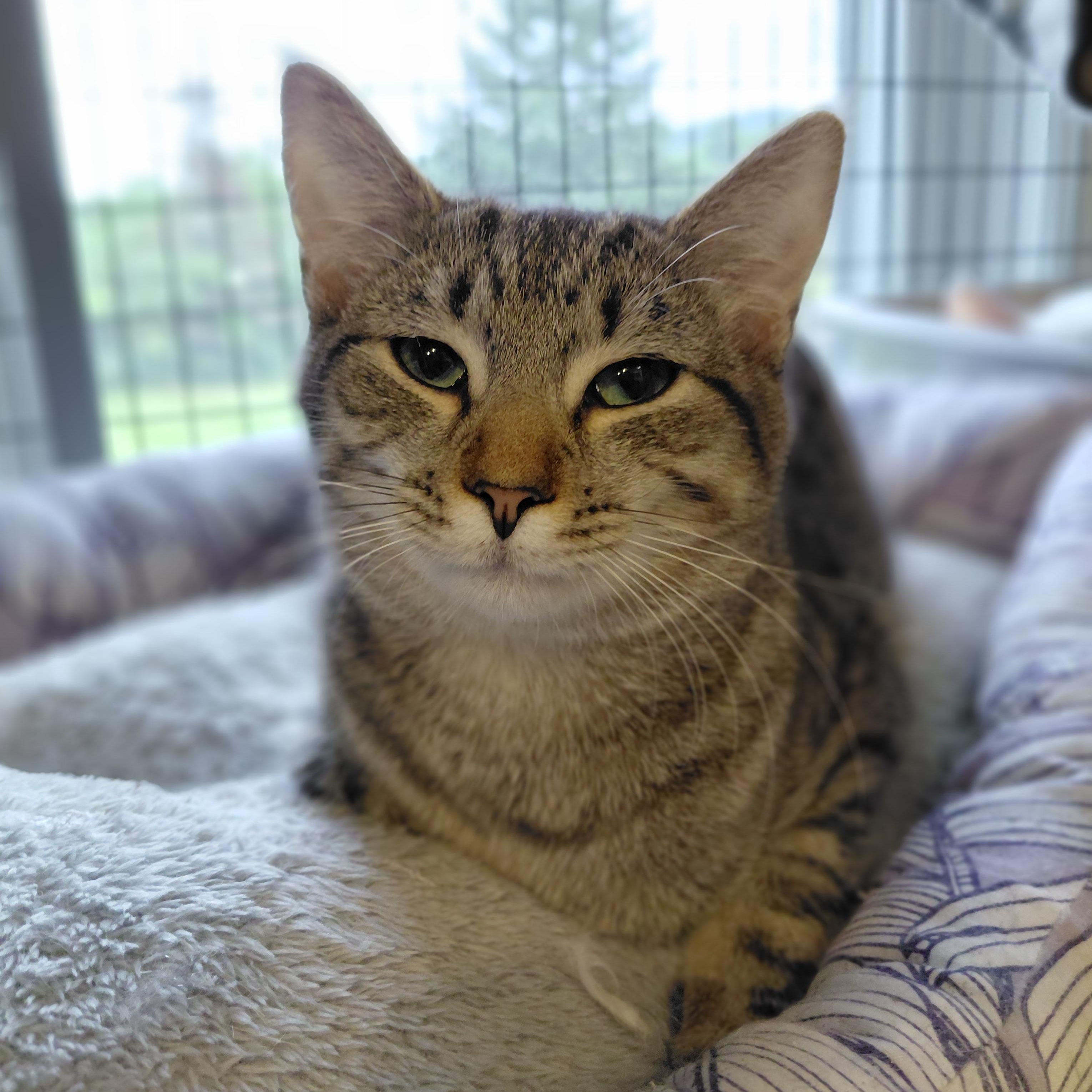 Enlarge Nala, a Adoptable Domestic Short Hair in Littleton, NH image 1/6