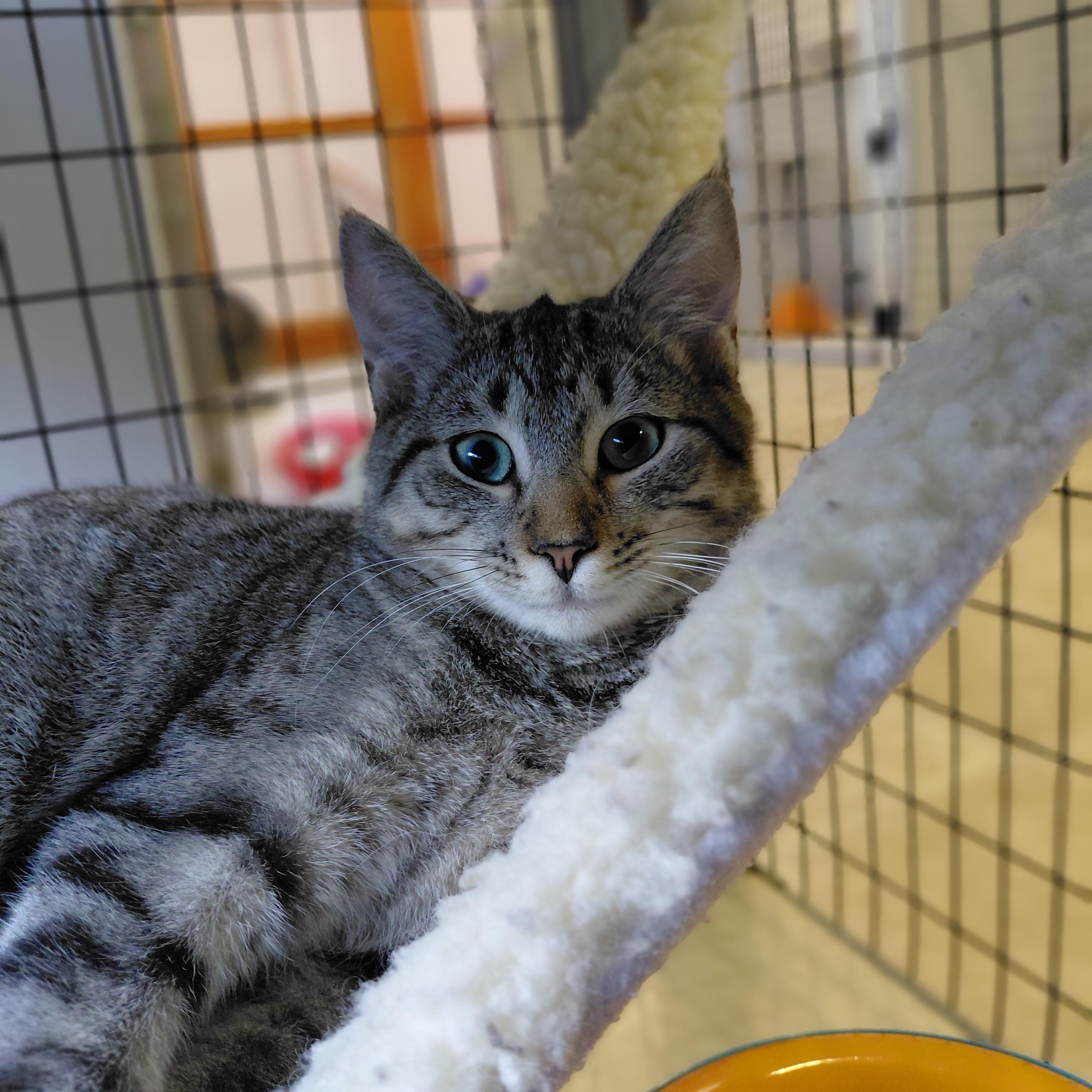 Enlarge Nala, a Adoptable Domestic Short Hair in Littleton, NH image 3/6