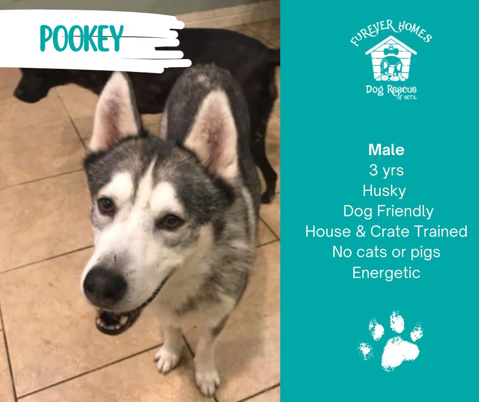 Pookey, Adoptable, Adult Male Husky.