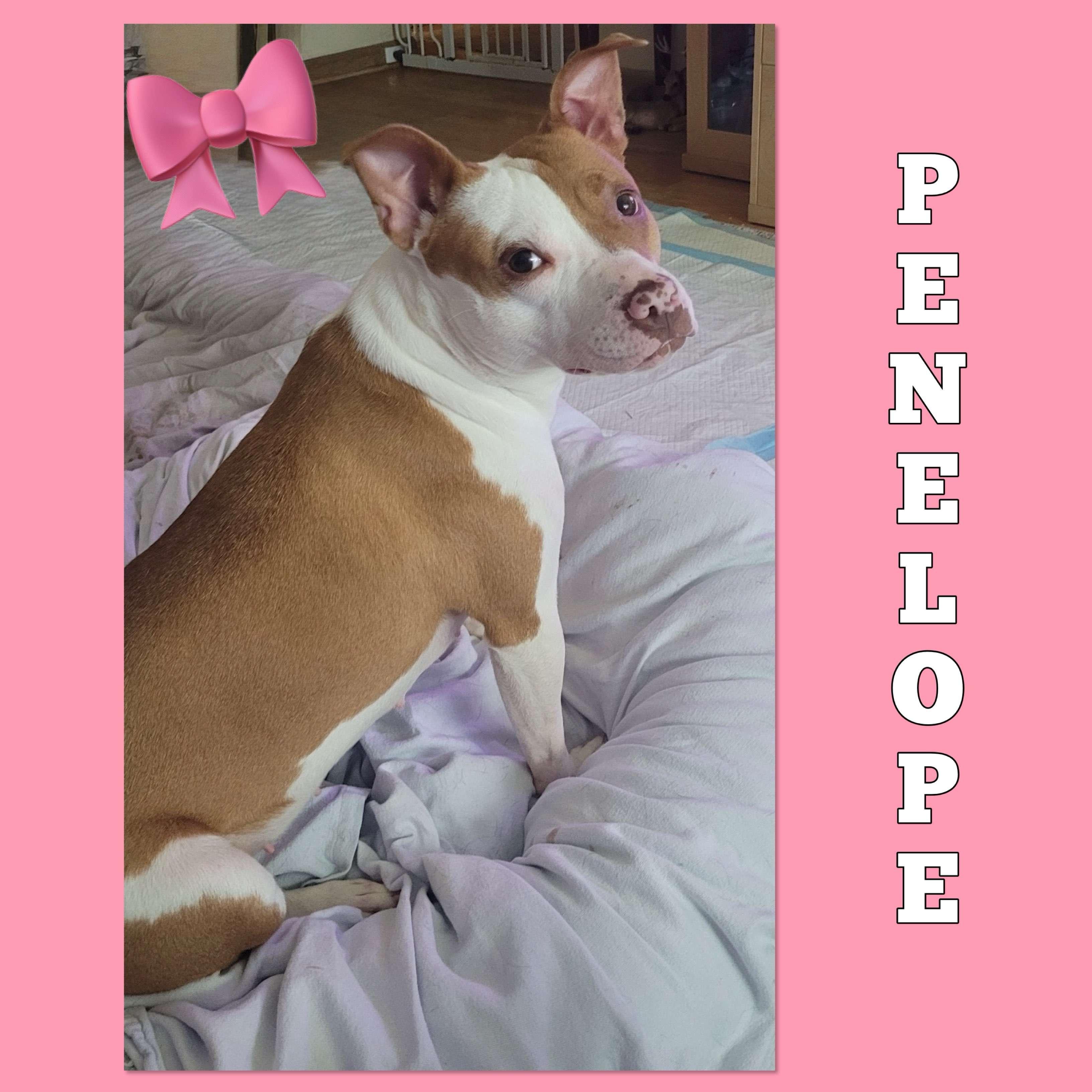 Penelope, Young Female Pit Bull Terrier