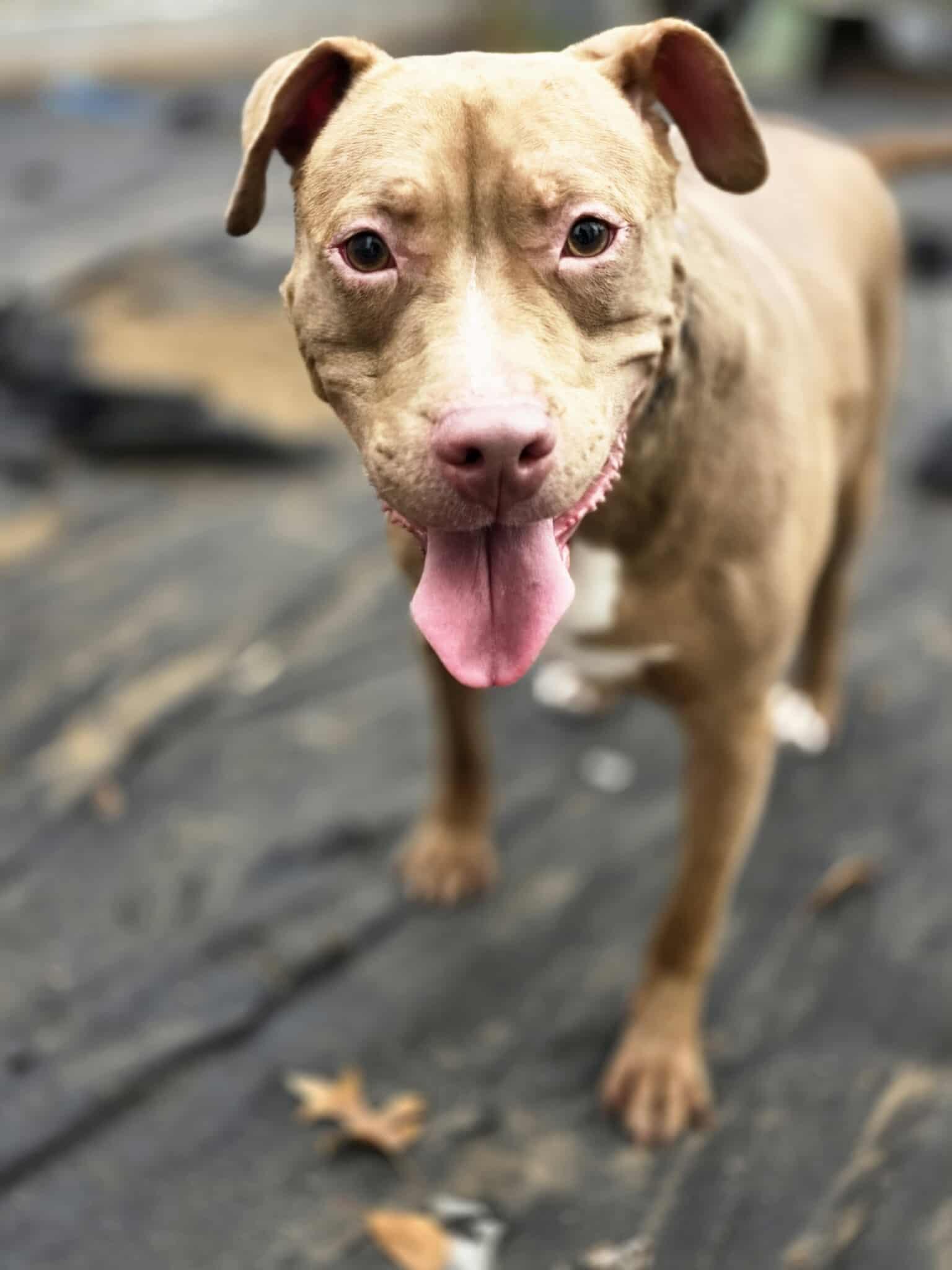 Buddy the Elf, a Adoptable Pit Bull Terrier in Lincoln Park, NJ image 1/6
