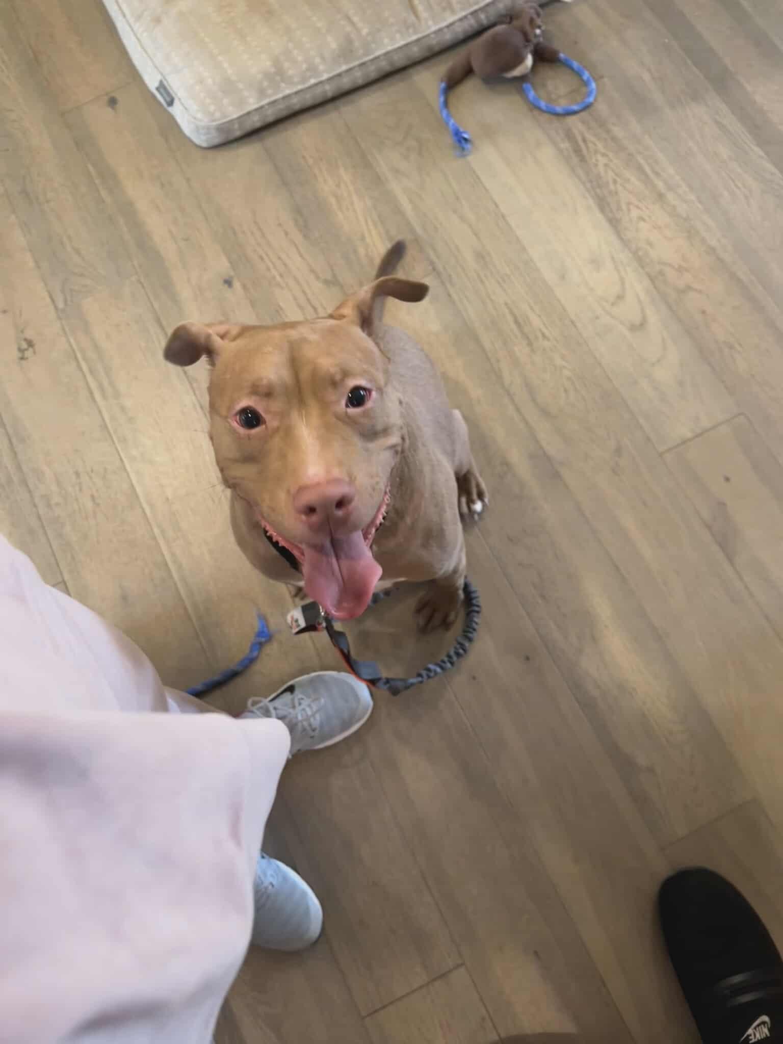 Buddy the Elf, a Adoptable Pit Bull Terrier in Lincoln Park, NJ image 2/6