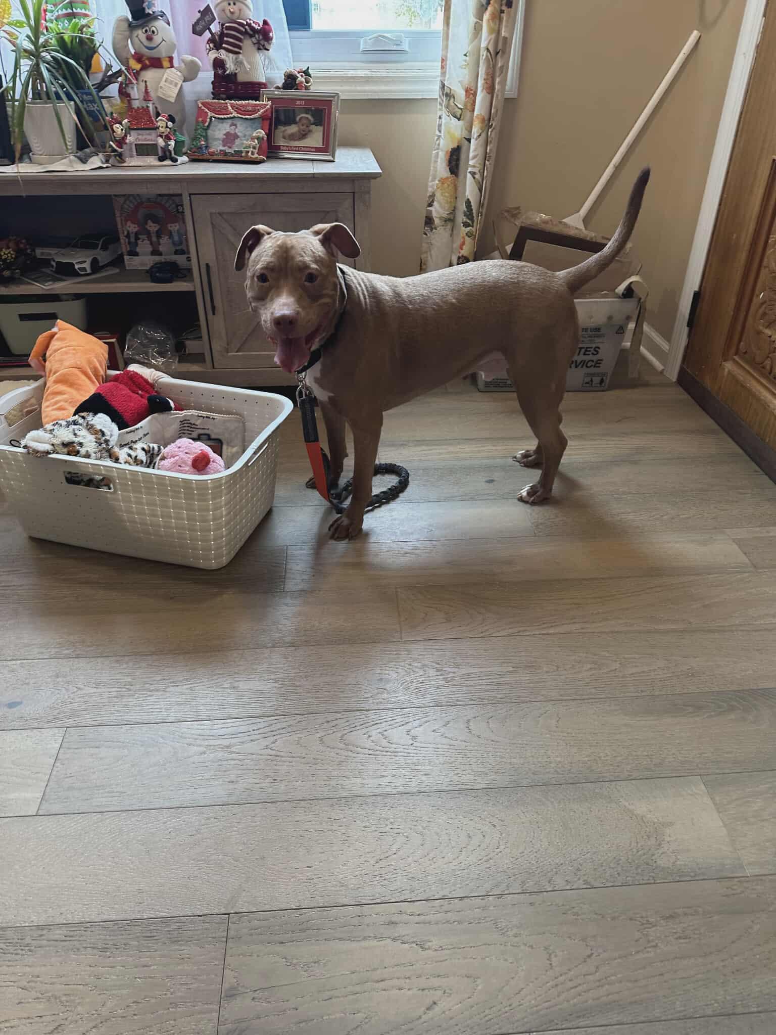 Buddy the Elf, a Adoptable Pit Bull Terrier in Lincoln Park, NJ image 4/6