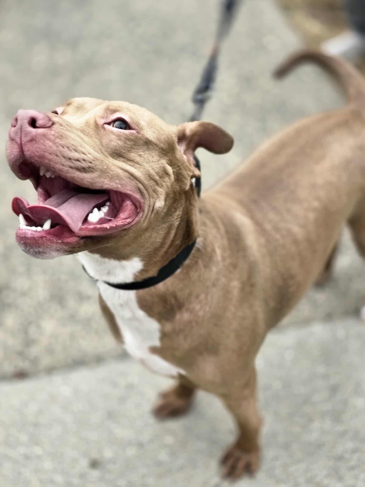 Buddy the Elf, a Adoptable Pit Bull Terrier in Lincoln Park, NJ image 5/6