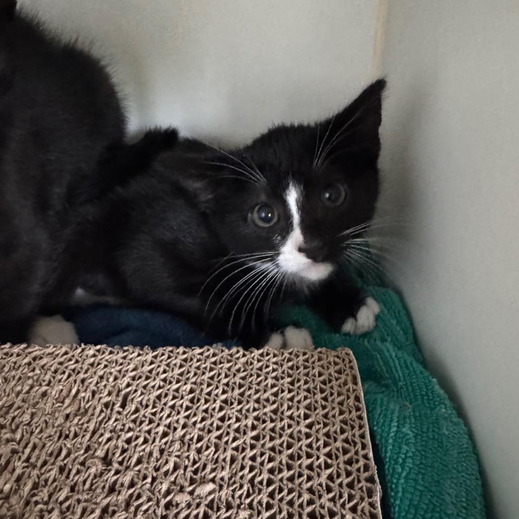 Spicy Ahi, Adoptable, Kitten Female Domestic Long Hair.