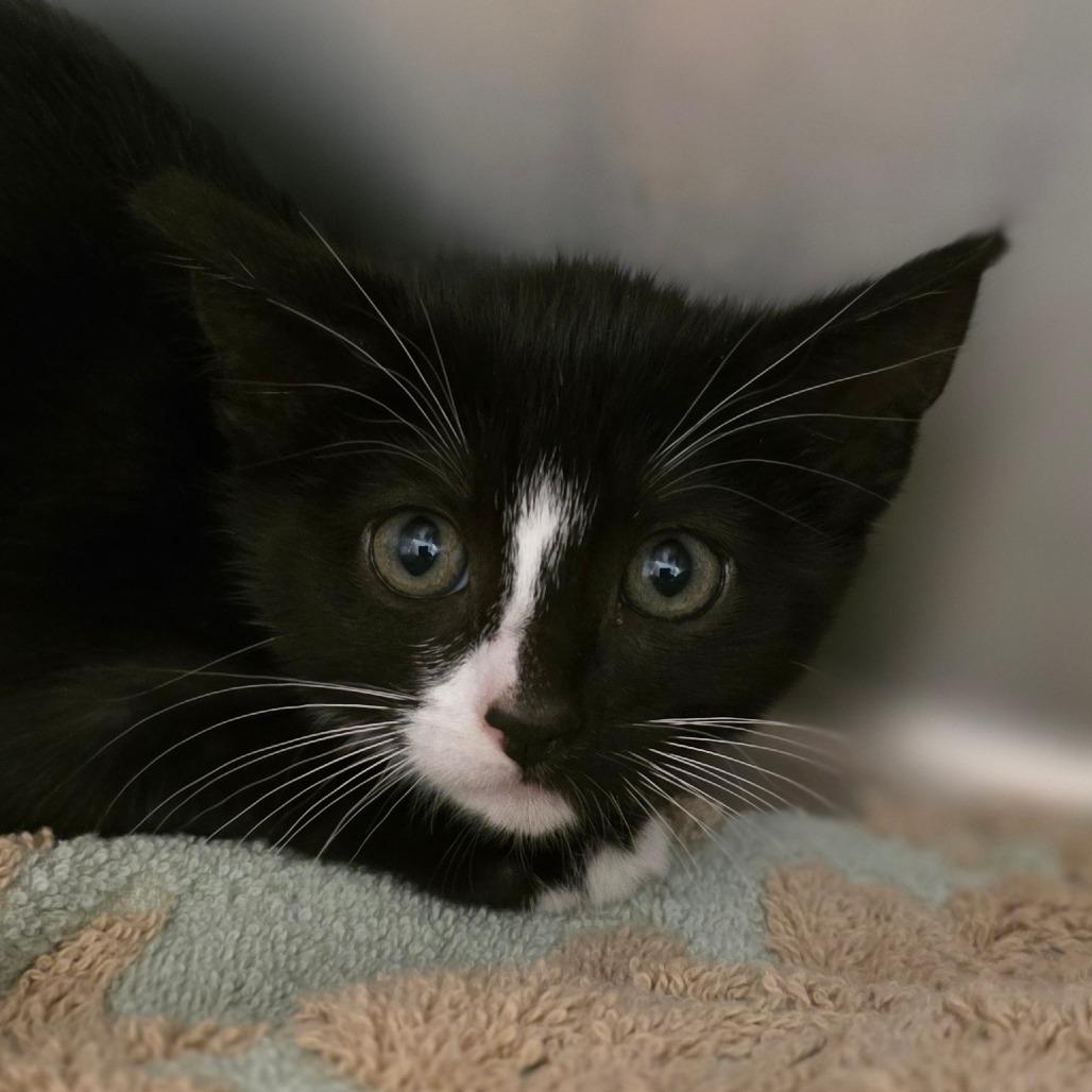 Enlarge Spicy Ahi, a Adoptable Domestic Long Hair in Buellton, CA image 2/2