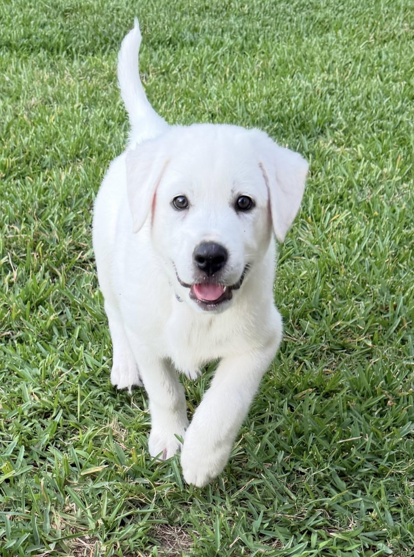 Enlarge Otis, a ADOPTABLE mixed breed in Cypress, TX image 2/4