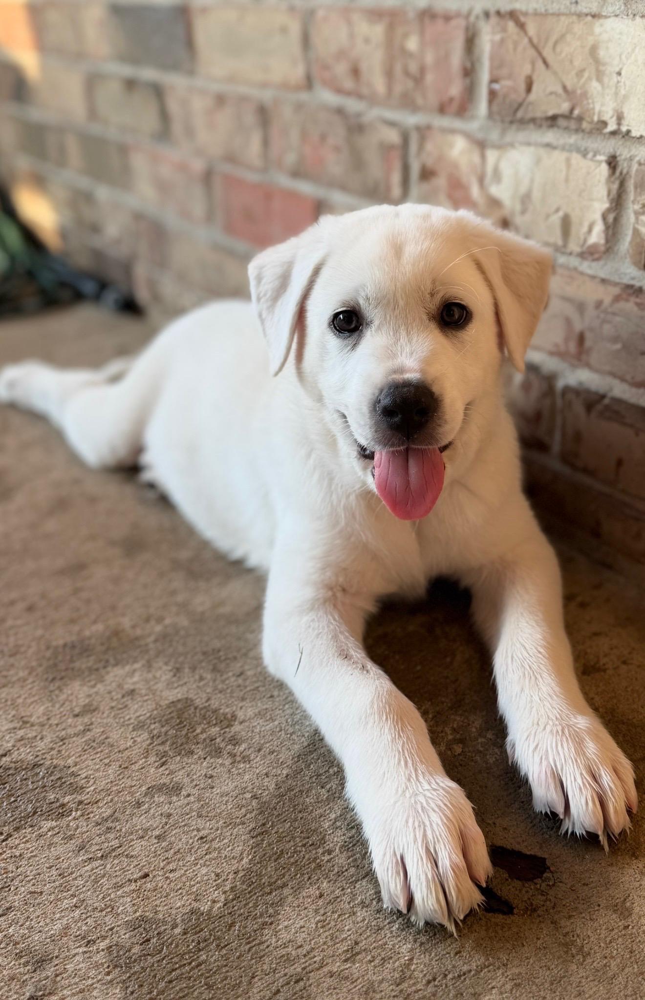 Otis, adopted, Puppy Male Labrador Retriever & Great Pyrenees.