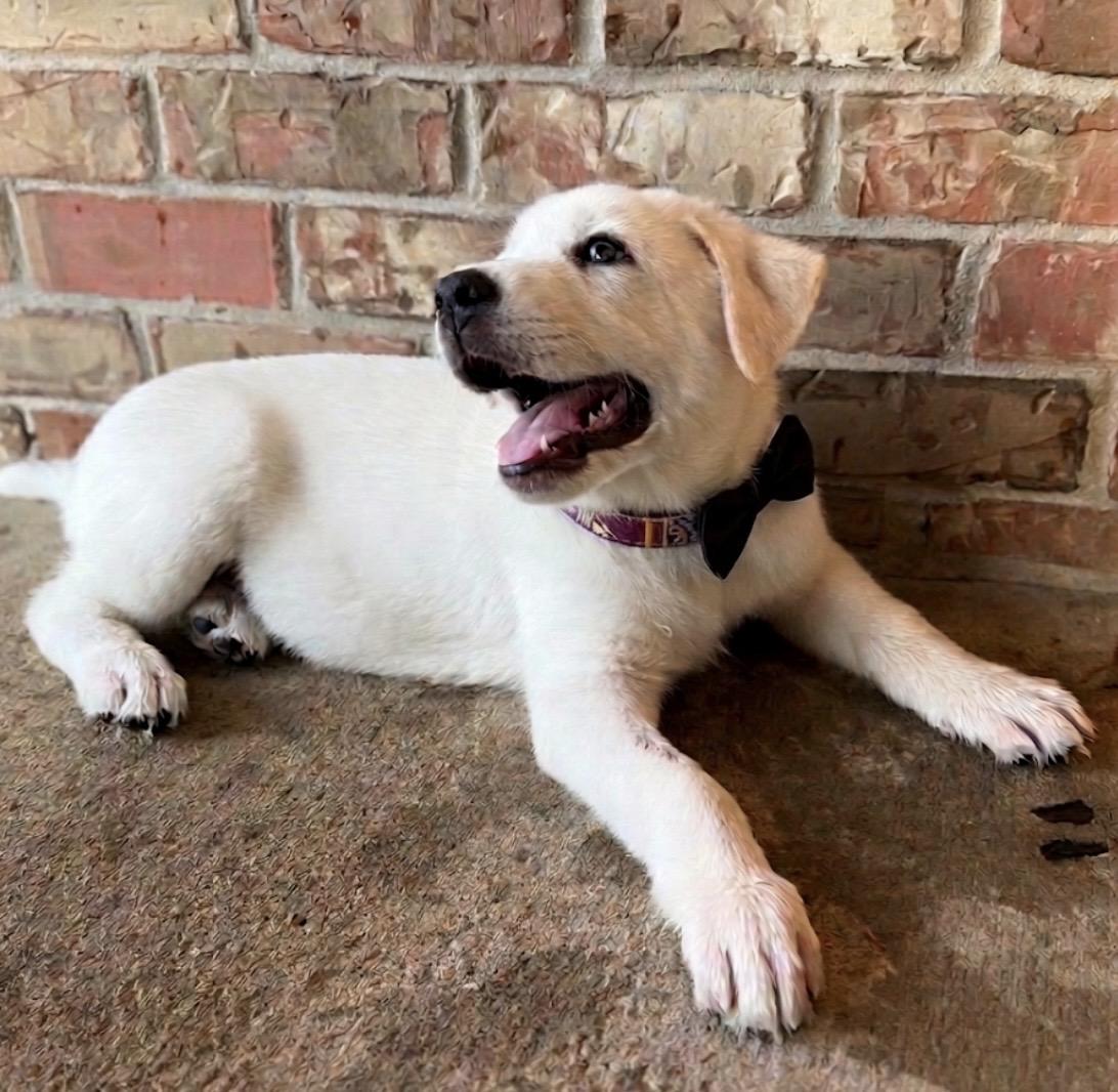 Enlarge Otis, a ADOPTABLE mixed breed in Cypress, TX image 3/4