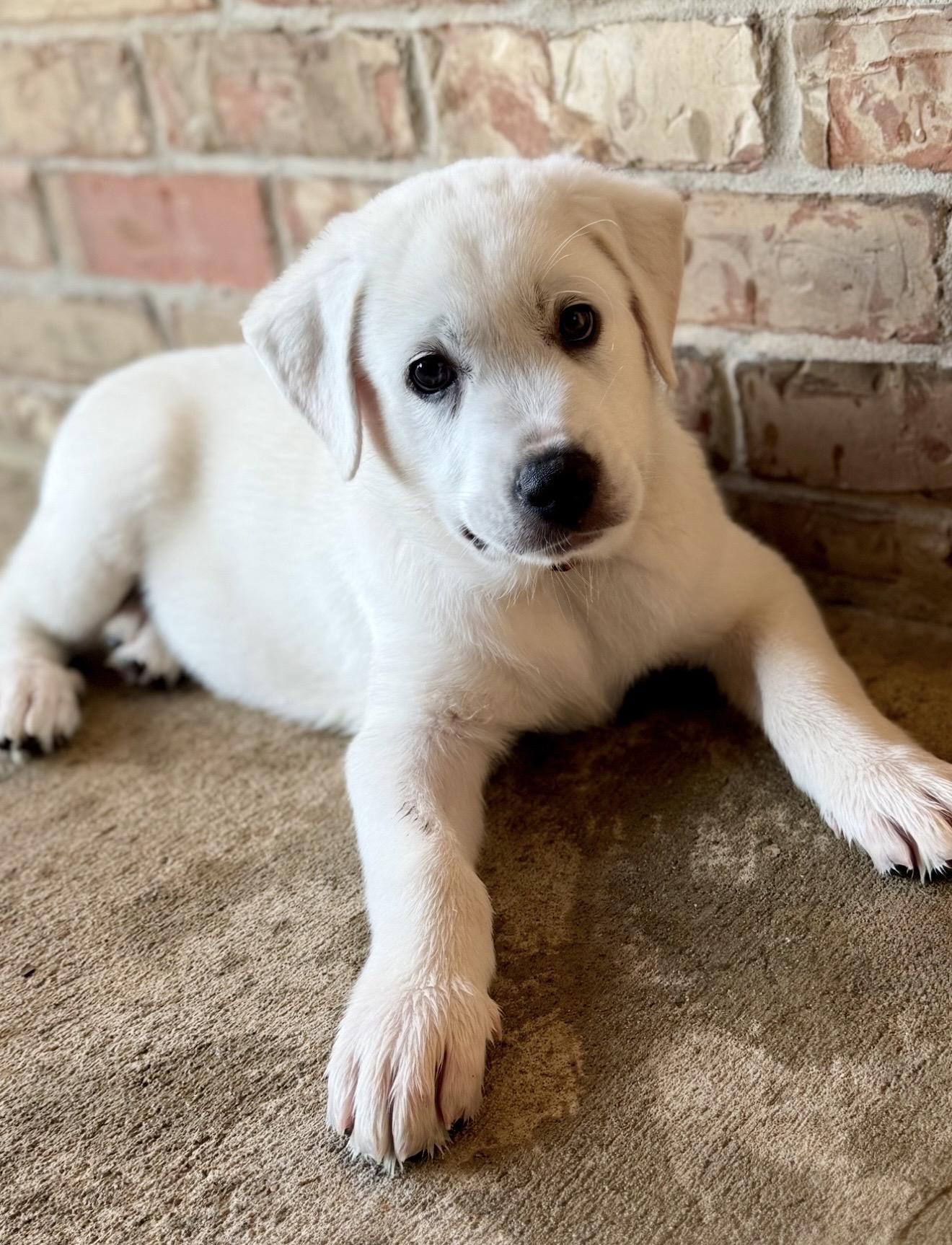 Enlarge Otis, a ADOPTABLE mixed breed in Cypress, TX image 4/4