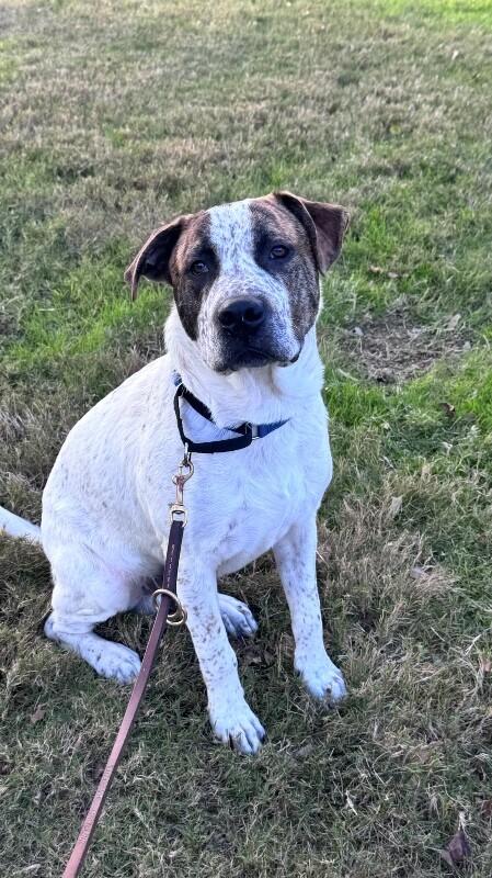 Enlarge Mookie, a Adoptable Australian Cattle Dog / Blue Heeler in Austin, TX image 3/6